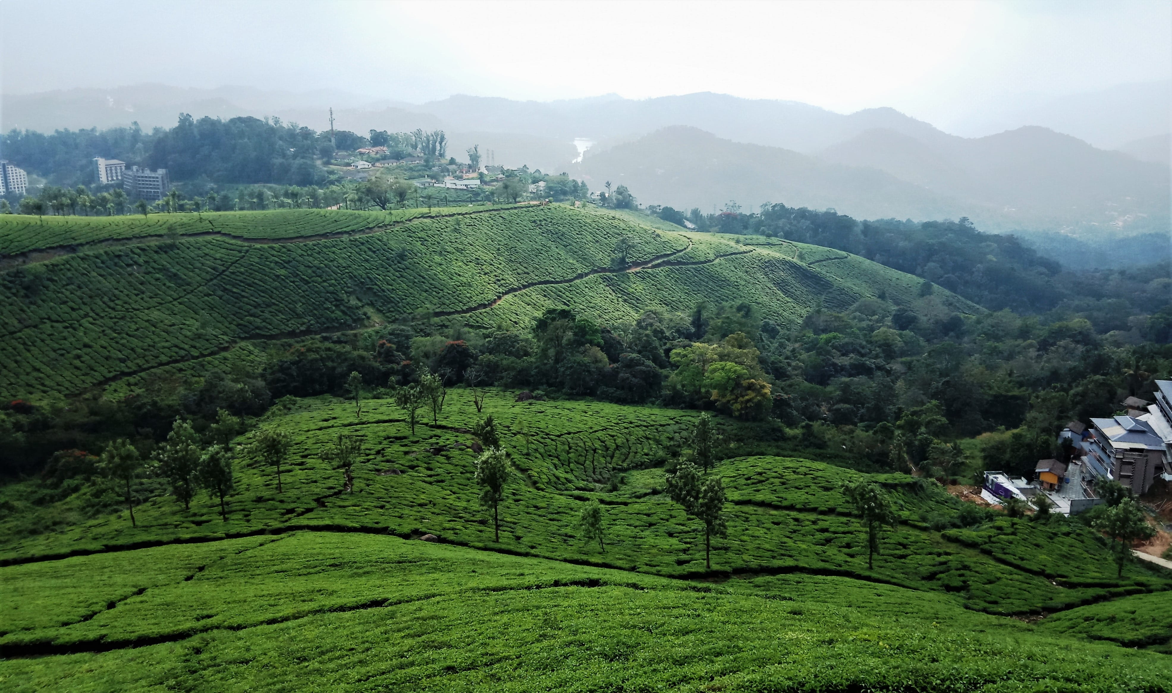 munnar india kerala tea plantation landscape mountain 2k 4k