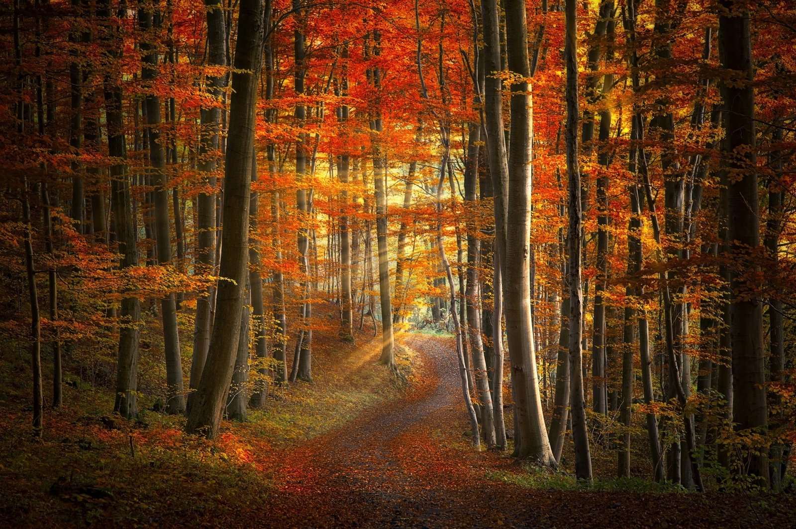 orange leafed trees path sun rays forest fall leaves grass 2k