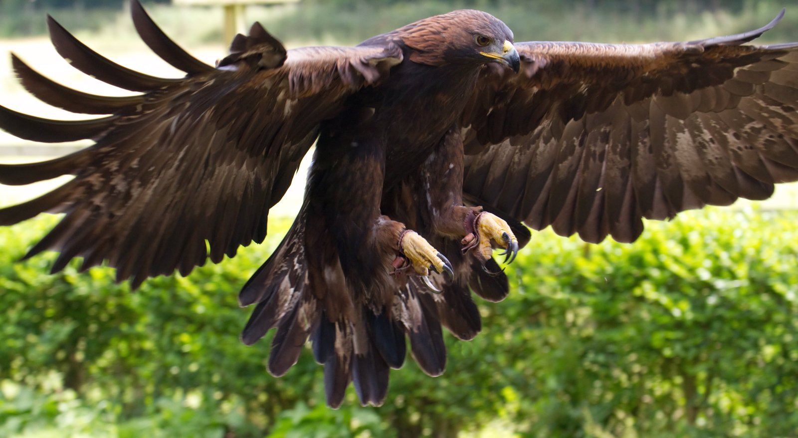 photo of bald eagle golden Golden Eagle 2k 4k 5k