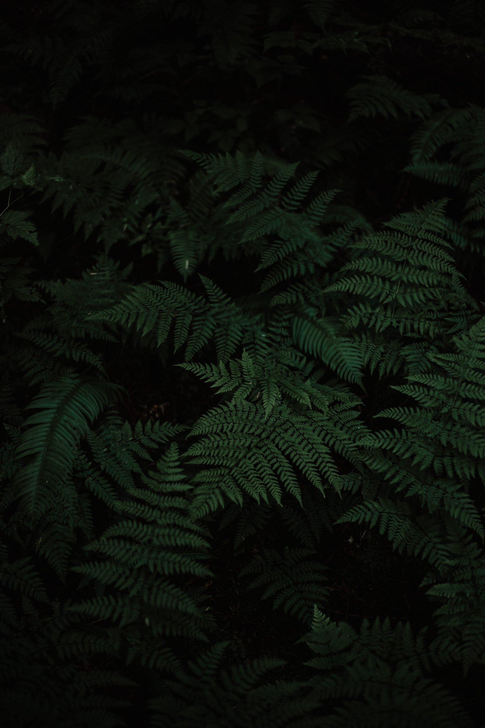 photo of Boston fern wild photography plants foliage 2k 4k