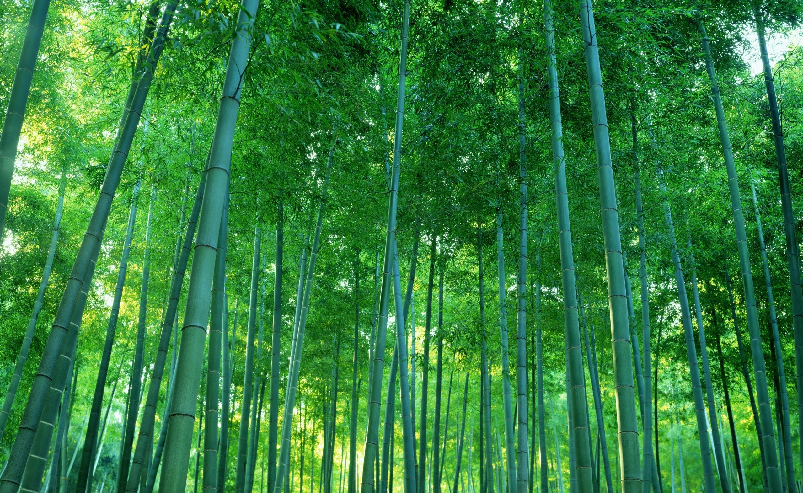 photography nature trees bamboo forest 2k