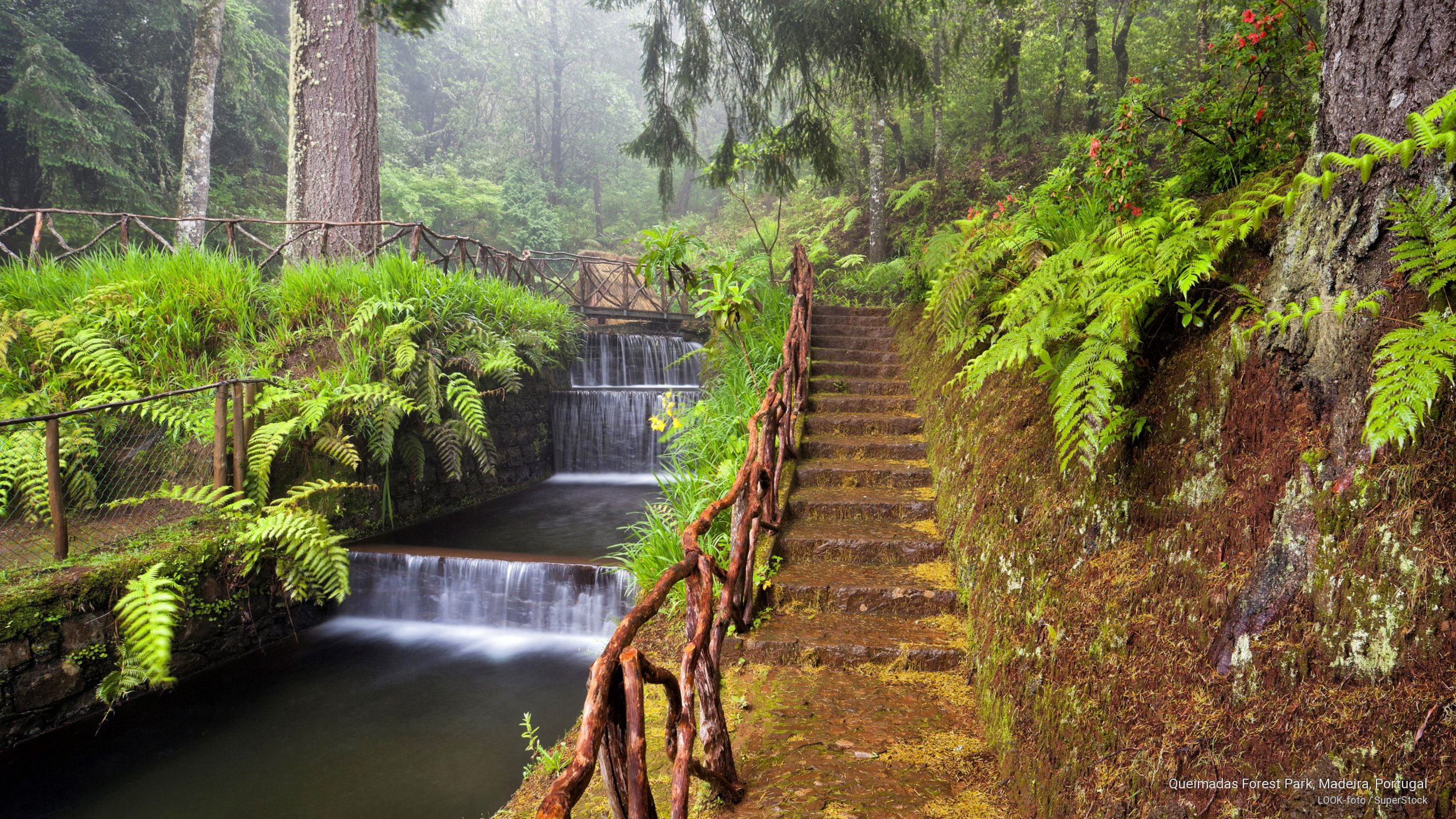 Queimadas Forest Park Madeira Portugal Nature 2k