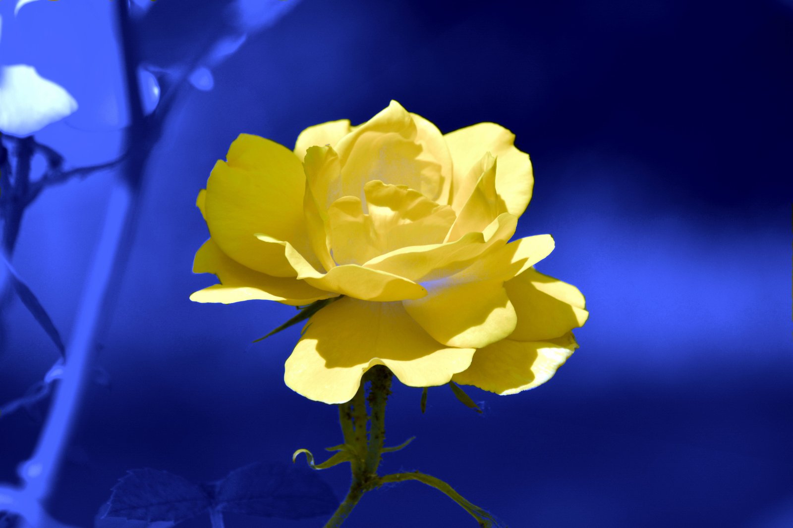 selective photography of yellow Rose flower with blue background rose 2k 4k 5k