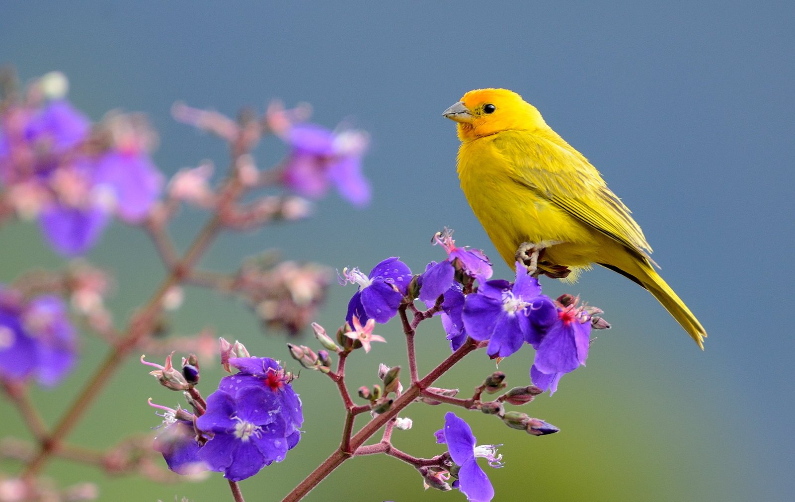 selective focus of yellow bird on purple flower saffron finch sicalis 2k 4k