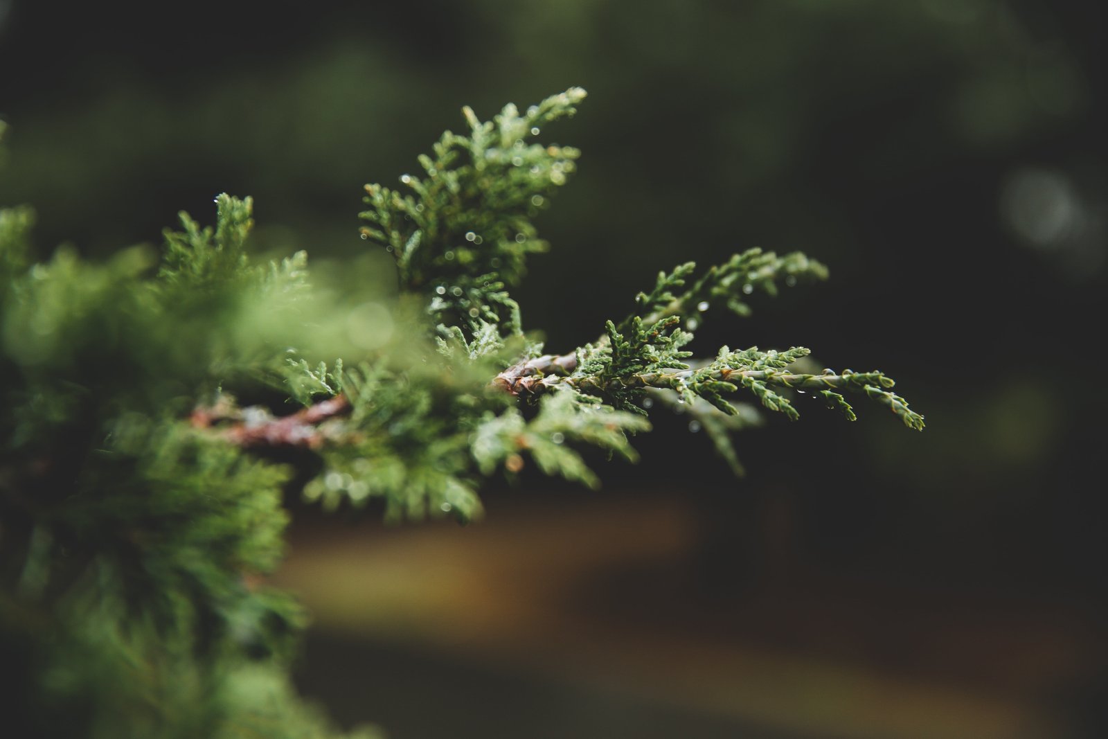 selective focus photography of green leaf plant nature plants 2k 4k 5k
