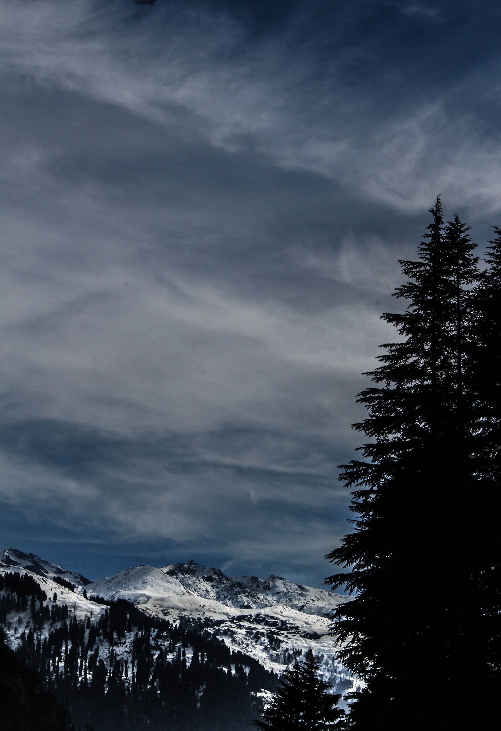 Silhouette Of Pine Tree cold Himachal india landscape manali 2k