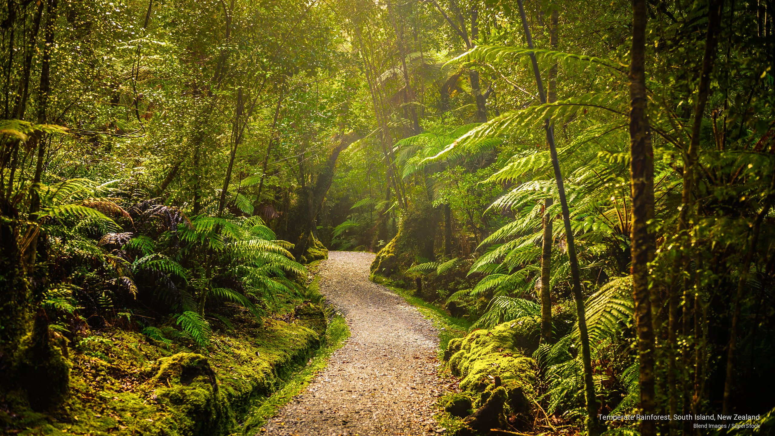 Temperate Rainforest South Island New Zealand Nature 2k