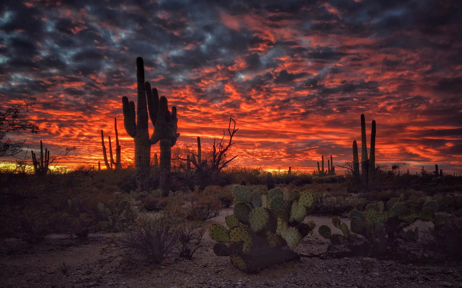 Tucson Arizona Sunset Flaming Sky Desert Landscape With Cactus Desktop Hd Wallpapers For Mobile Phones And Computer 2k 4k