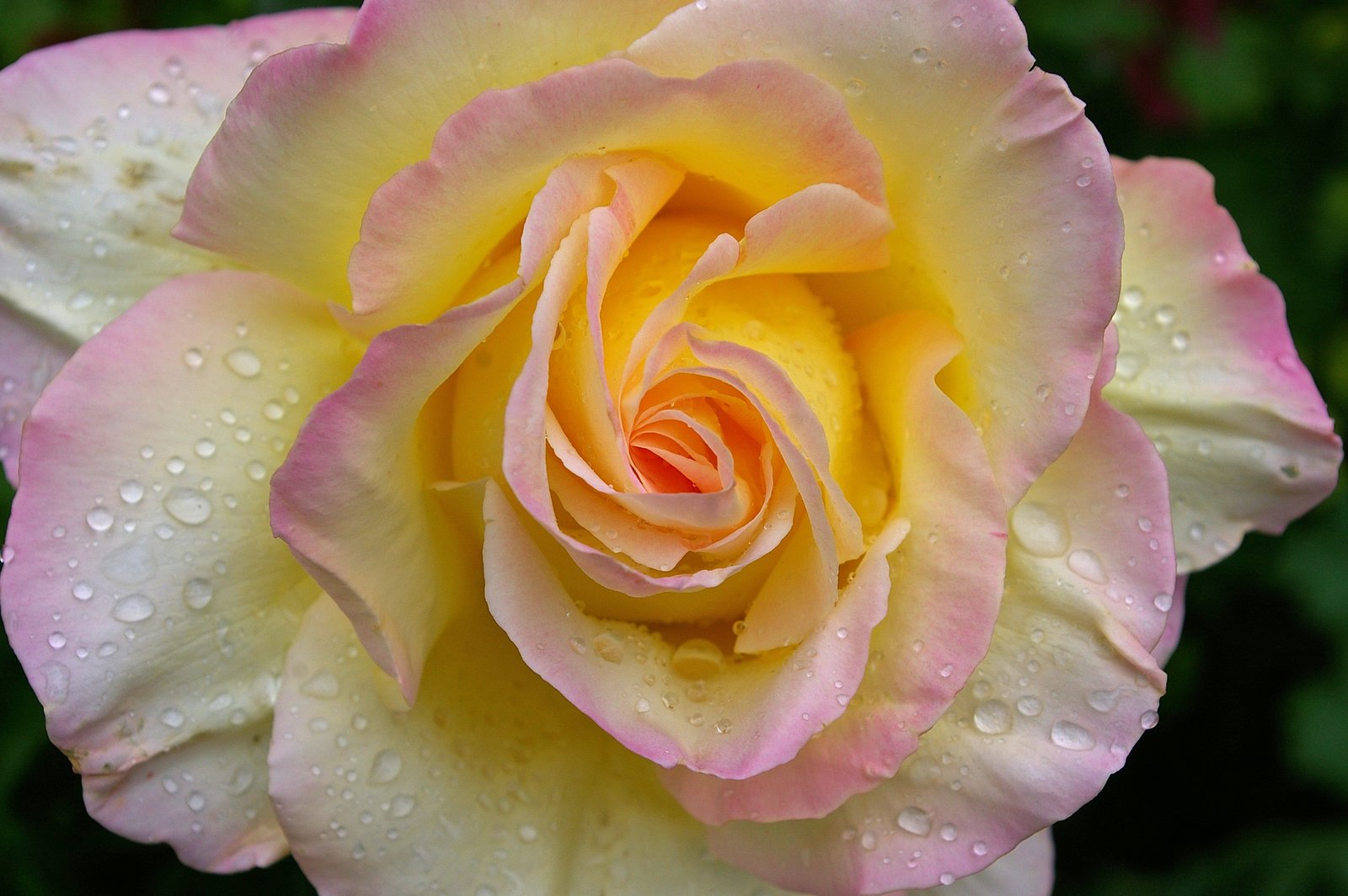 white yellow and pink petaled flower close up photography gloria dei 2k