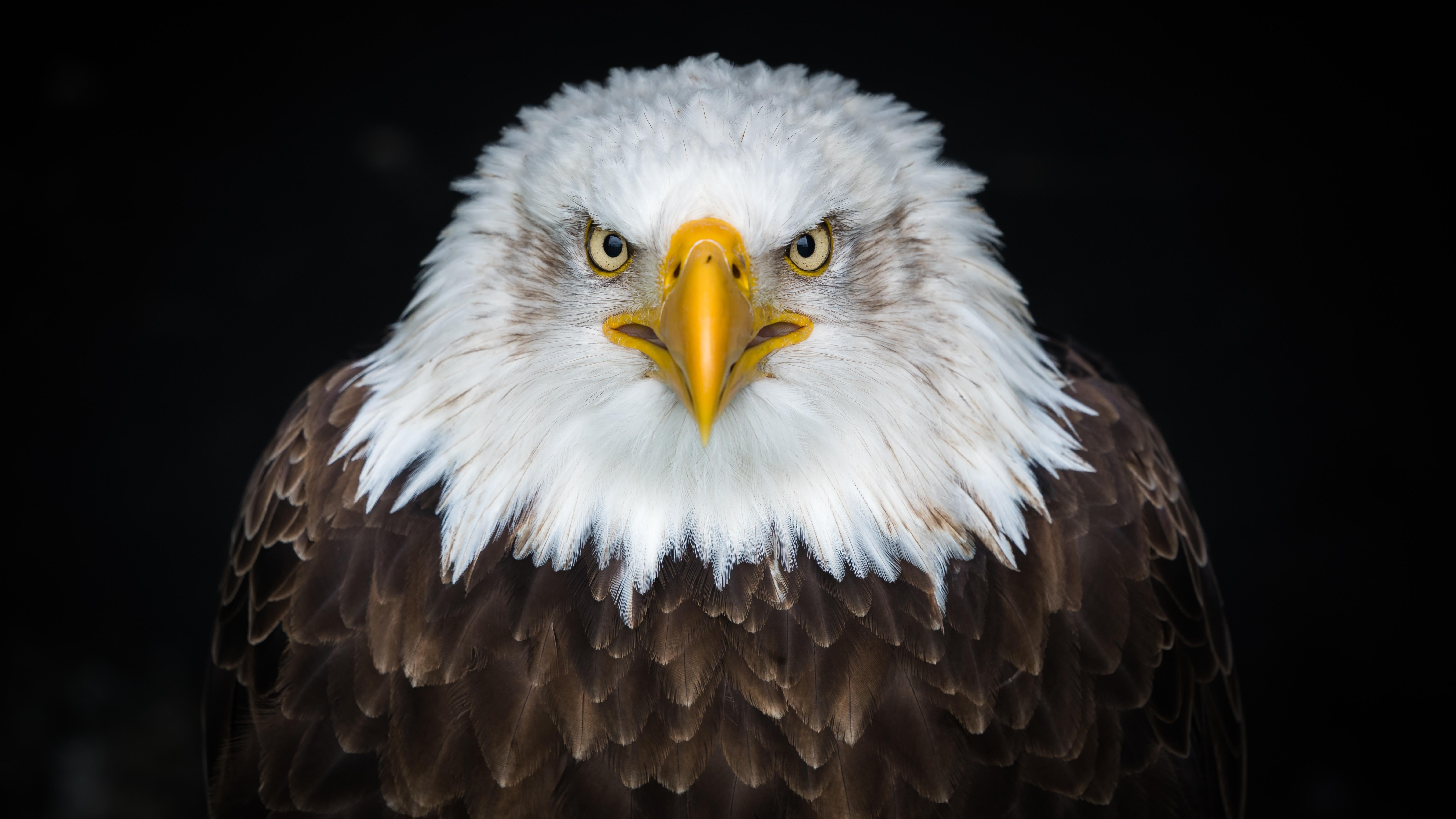 bald eagle close up bird of prey uhd wildlife beak 2k 4k 5k 8k