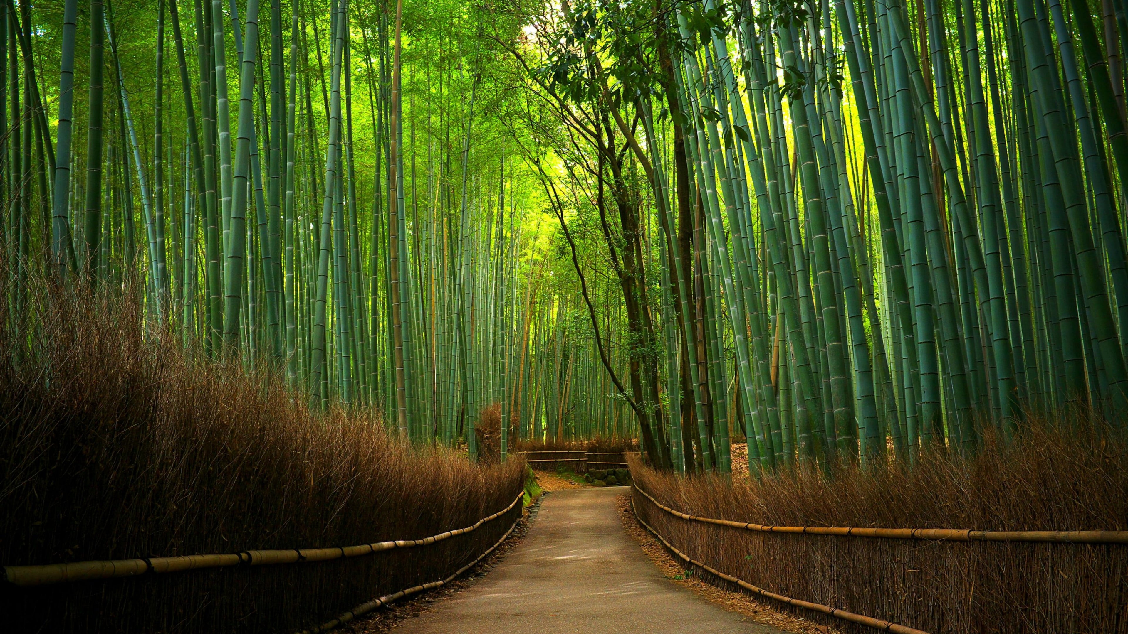 bamboo forest green hutan bambu tree path woodland 2k 4k