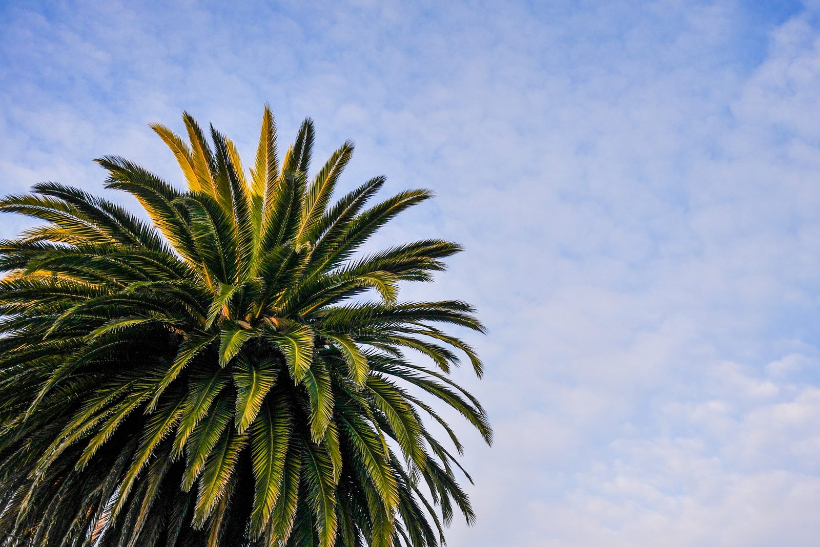 Beach Palm Tree with Cloudy Sky clouds nature palms room for text 2k 4k