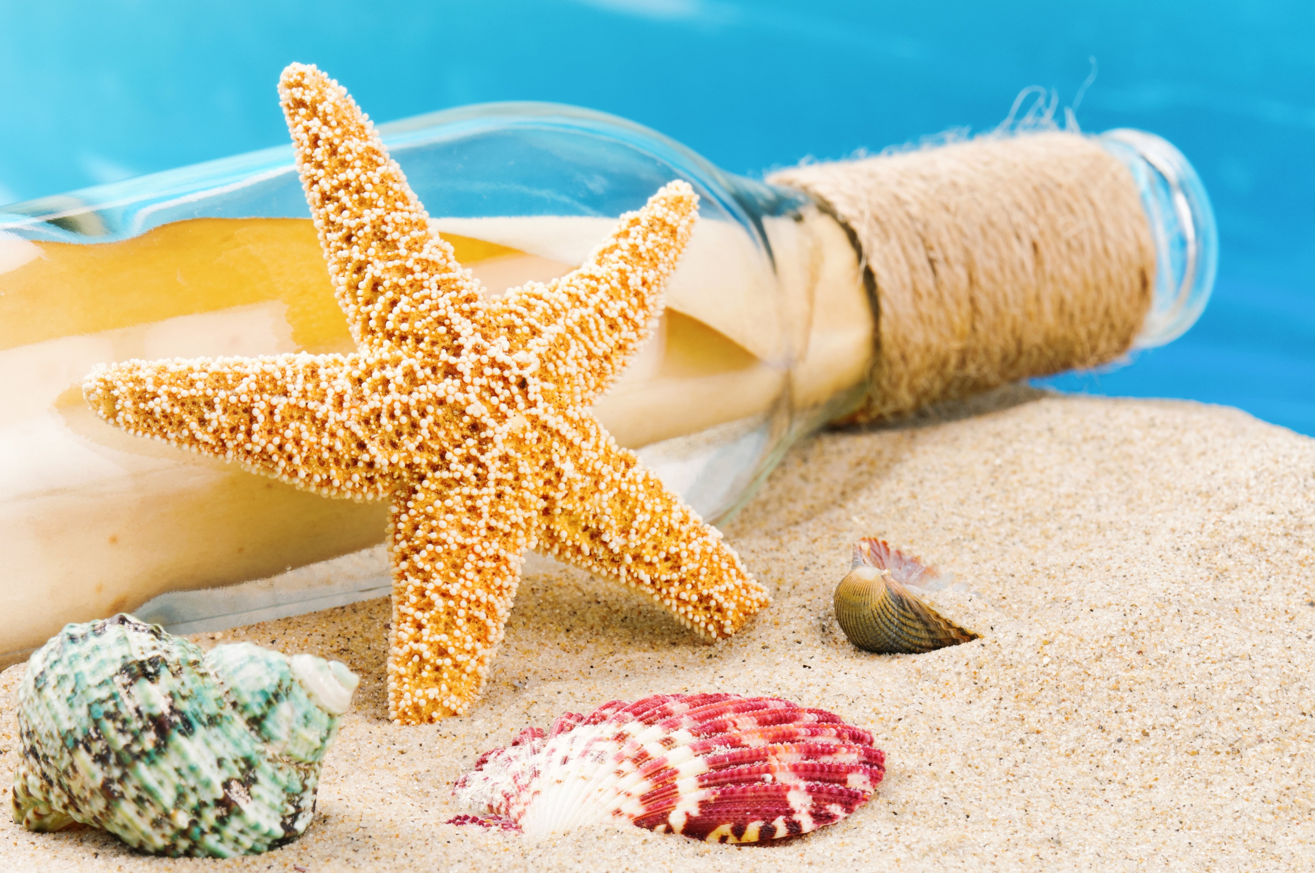 beige starfish sand beach summer shell seashells sea life 2k 4k