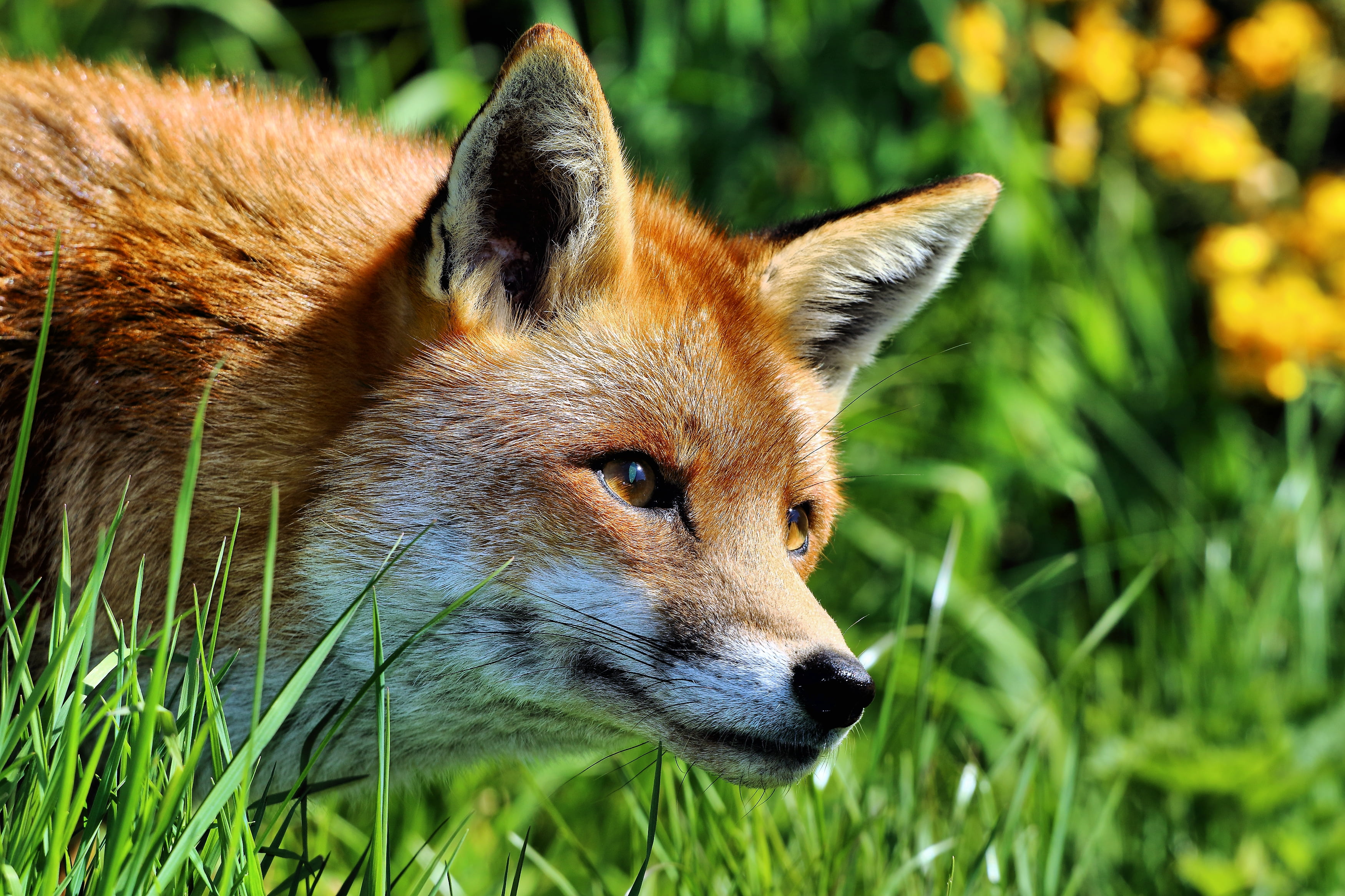 brown and black Fox on green grasses fox British Wildlife Centre 2k 4k