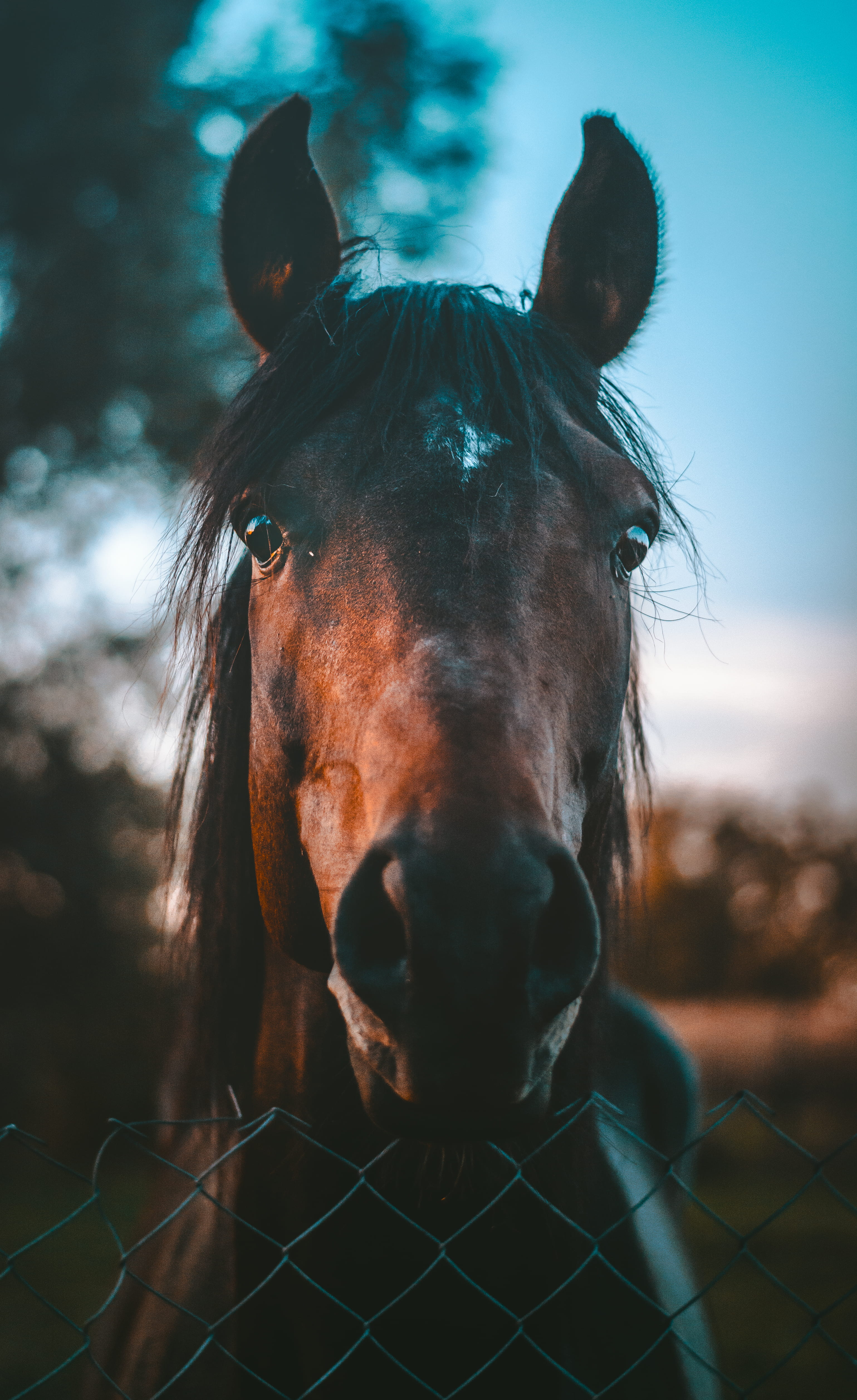 brown horse animal iphone wallpaper download fall autumn 2k