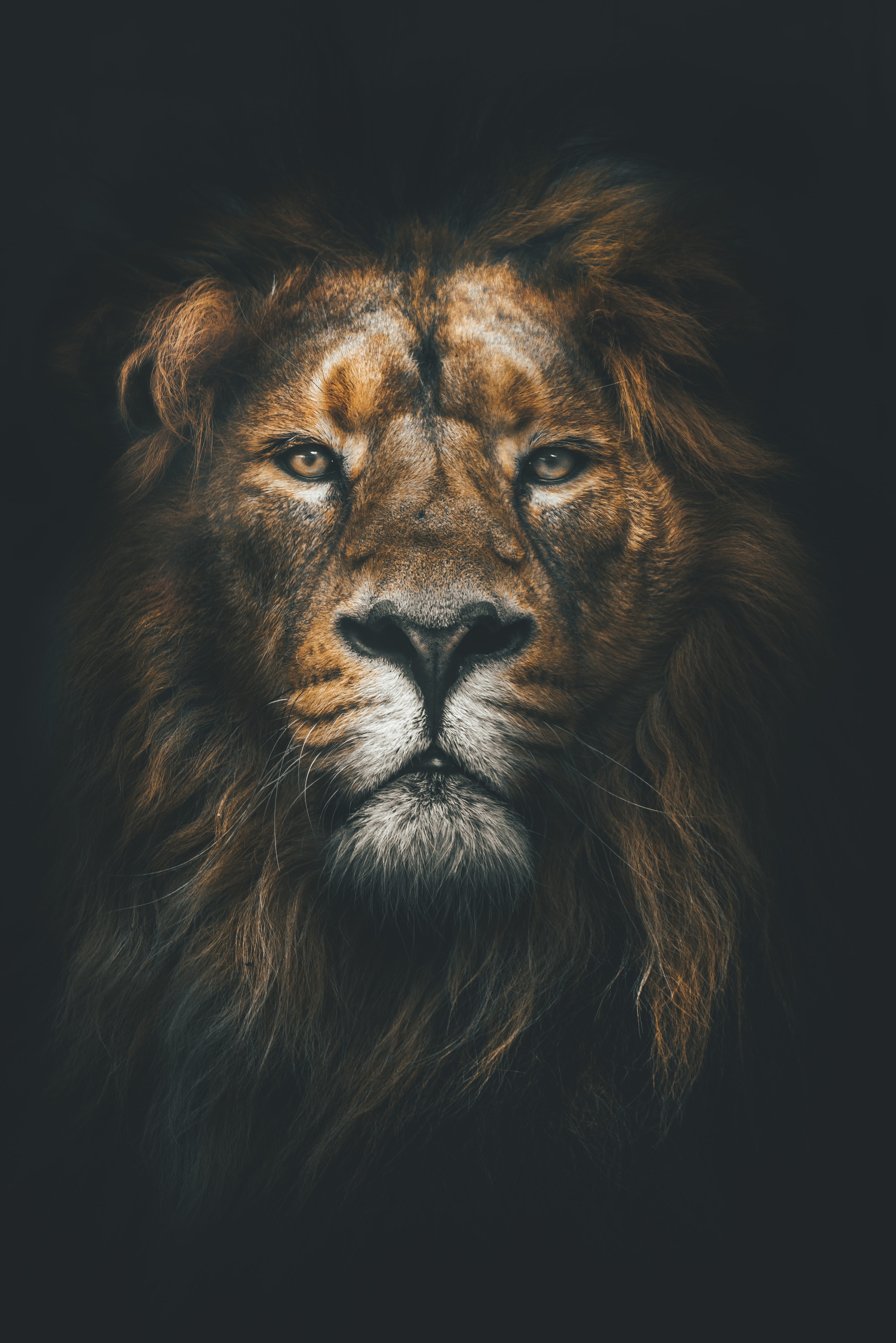 brown lion wallpaper muzzle mane lo predator Feline 2k