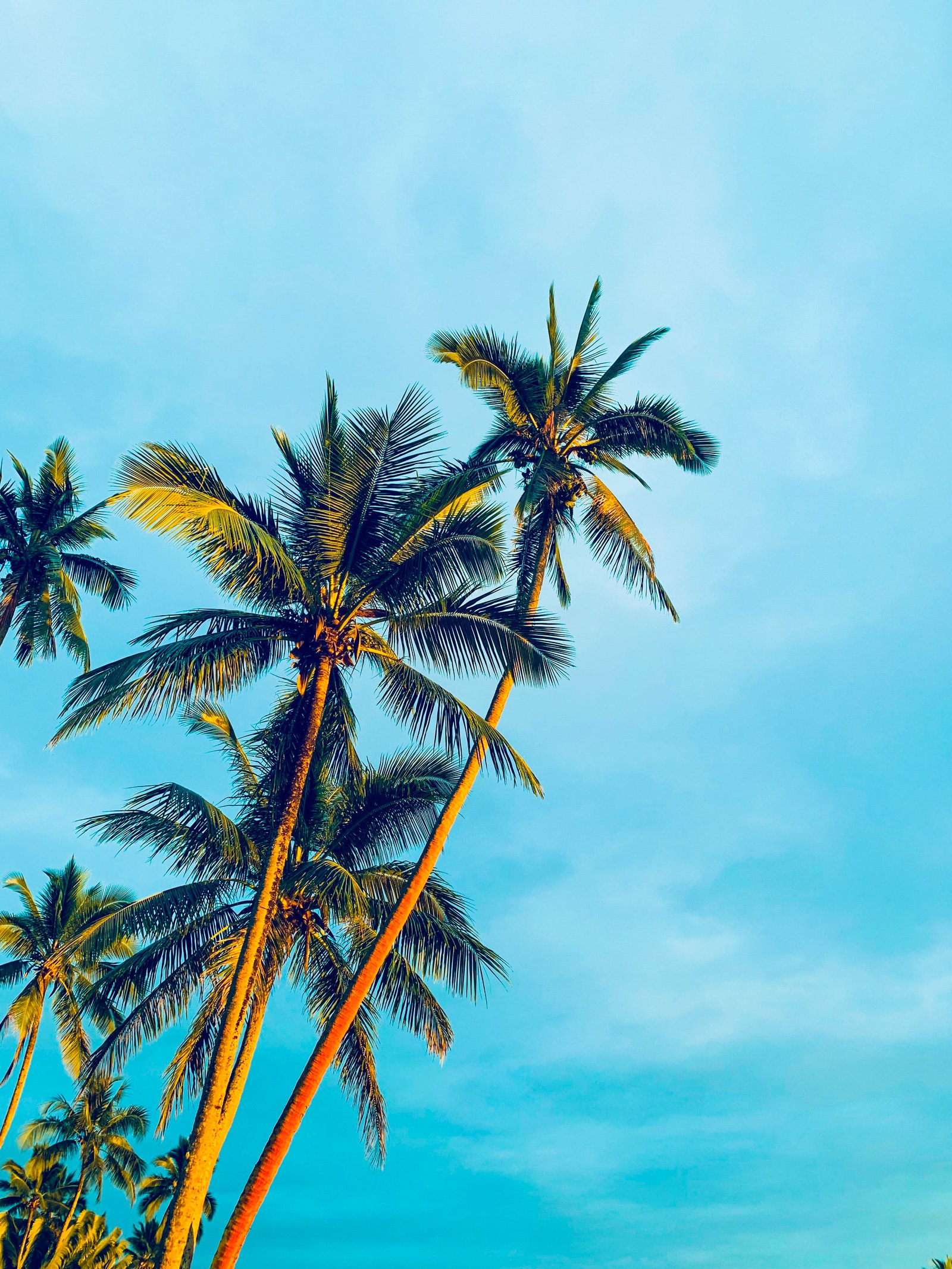 coconut trees under blue sky during daytime summer arecaceae 2k