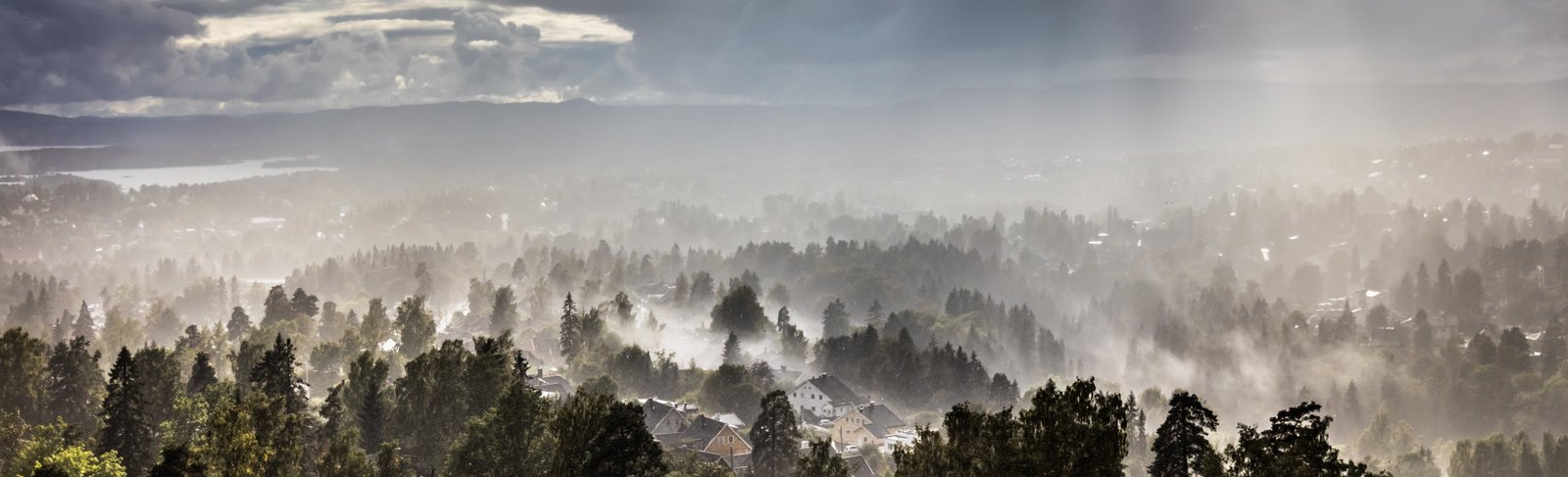 community surrounded by tall trees covered in fogs during daytime 2k 4k 5k 8k