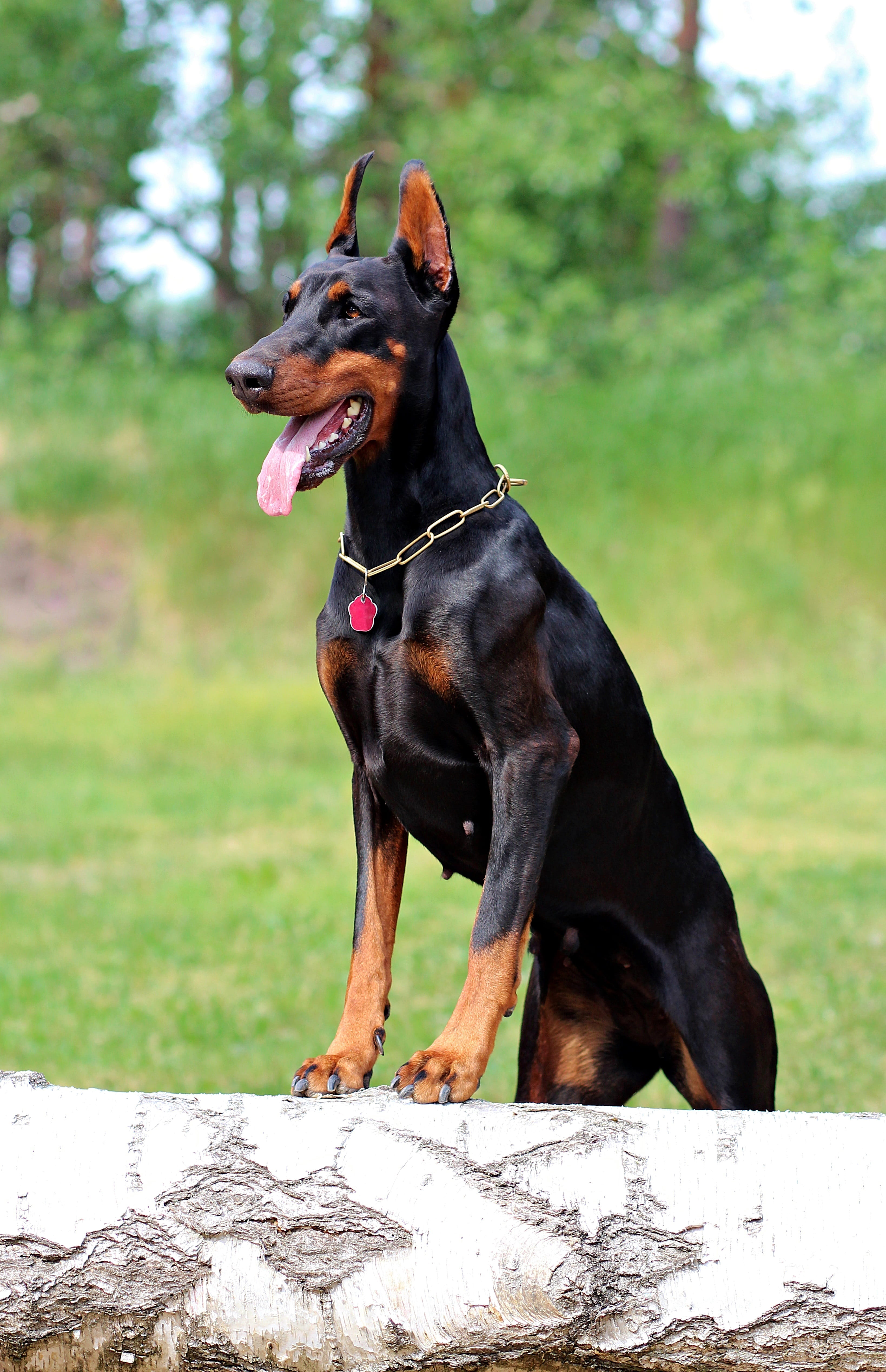 doberman dog beauty nature one animal pets domestic canine 2k