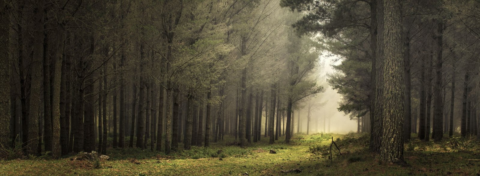 forest splash art path mist sunlight nature panoramas landscape 2k 4k