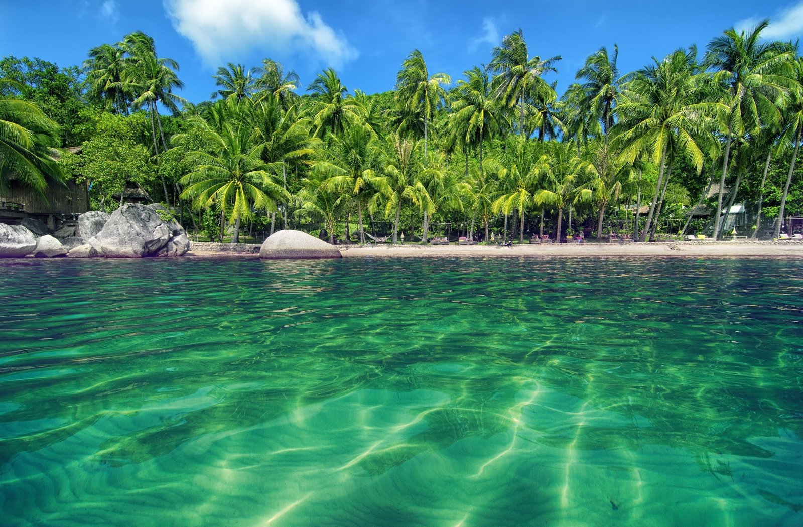 green coconut trees palm water beach tropical plant 2k