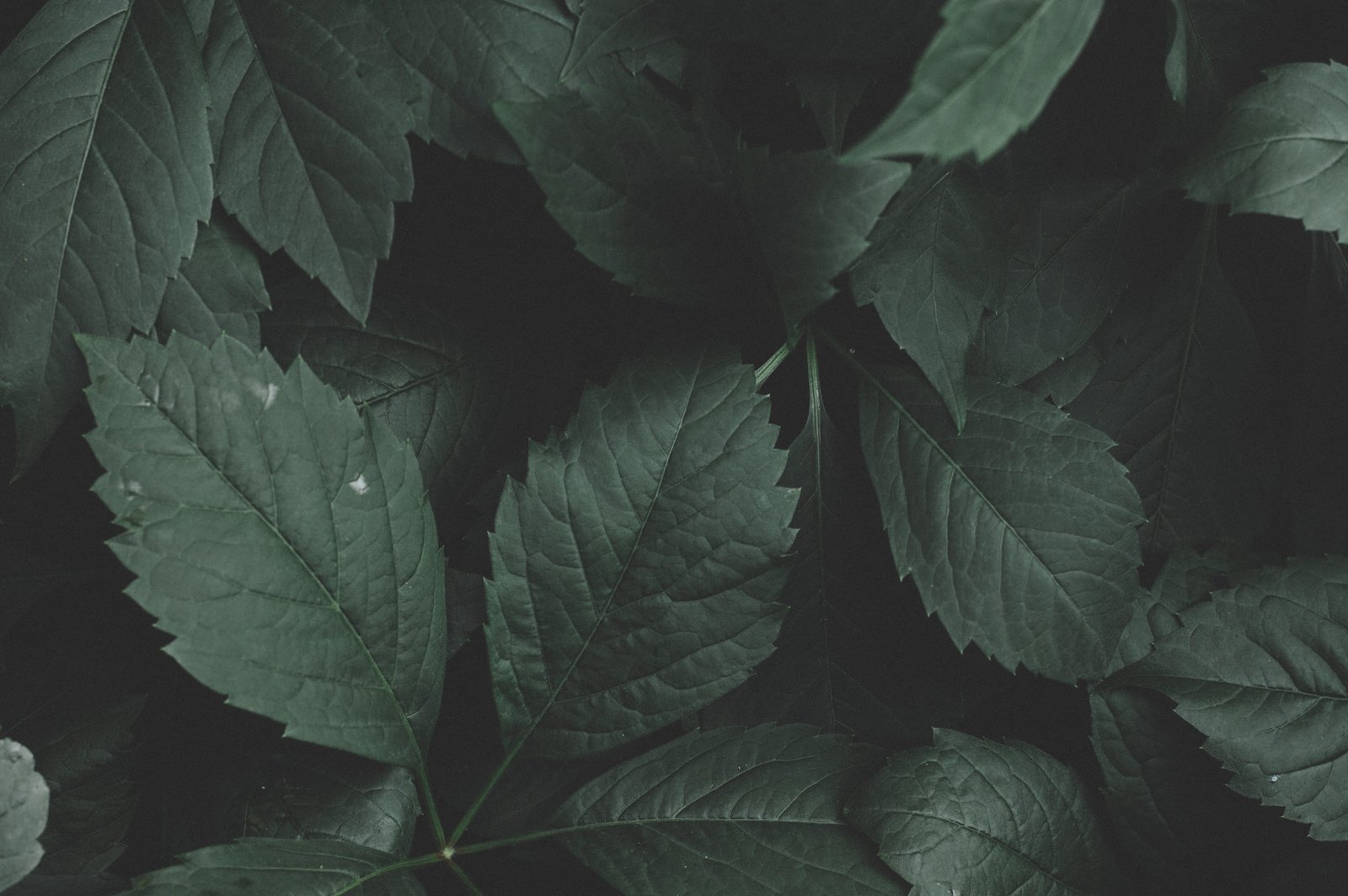 Layout of Green Leaves background close up color colour dark green plants 2k 4k 5k