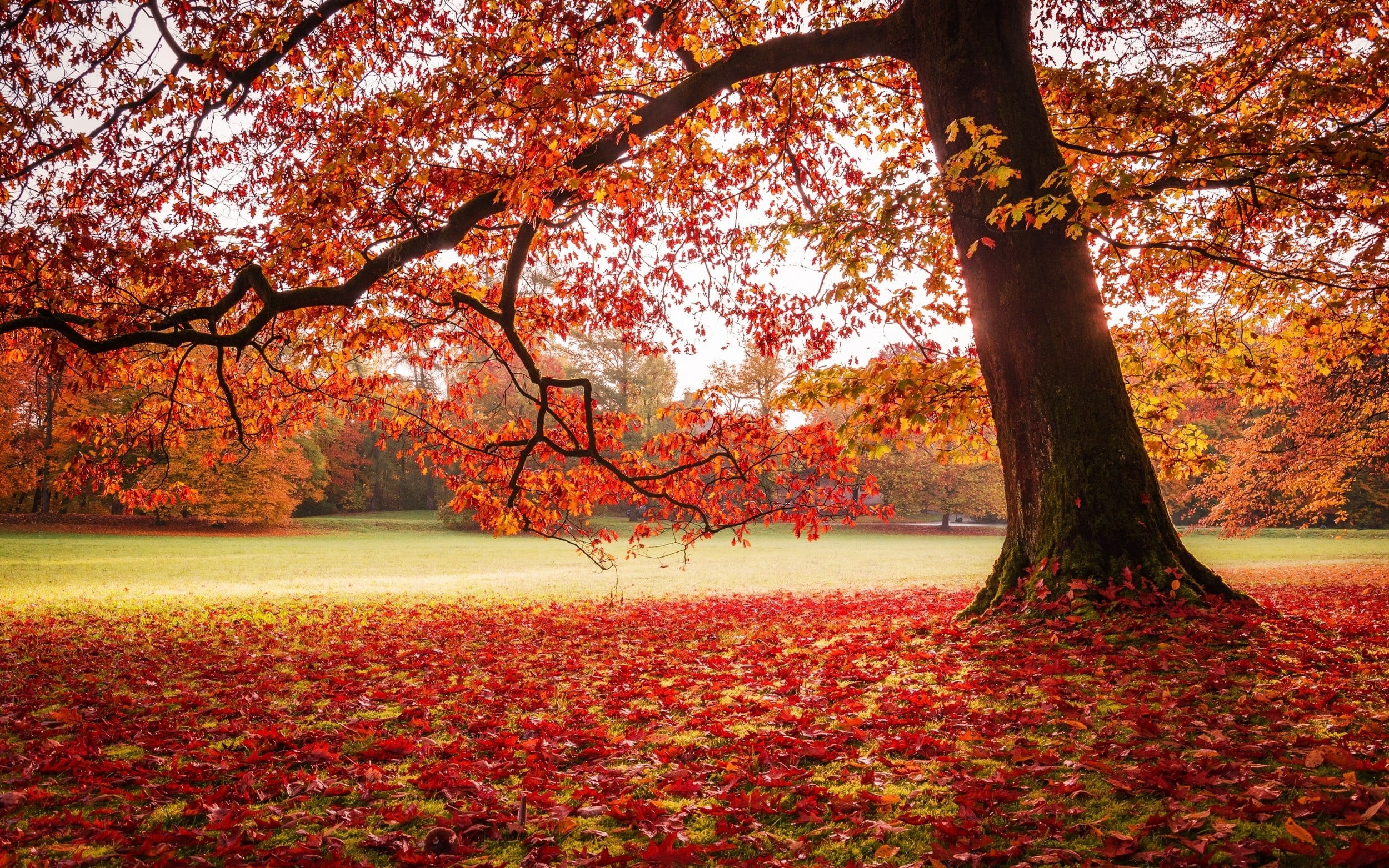 maple tree nature landscape park fall leaves lawns trees 2k