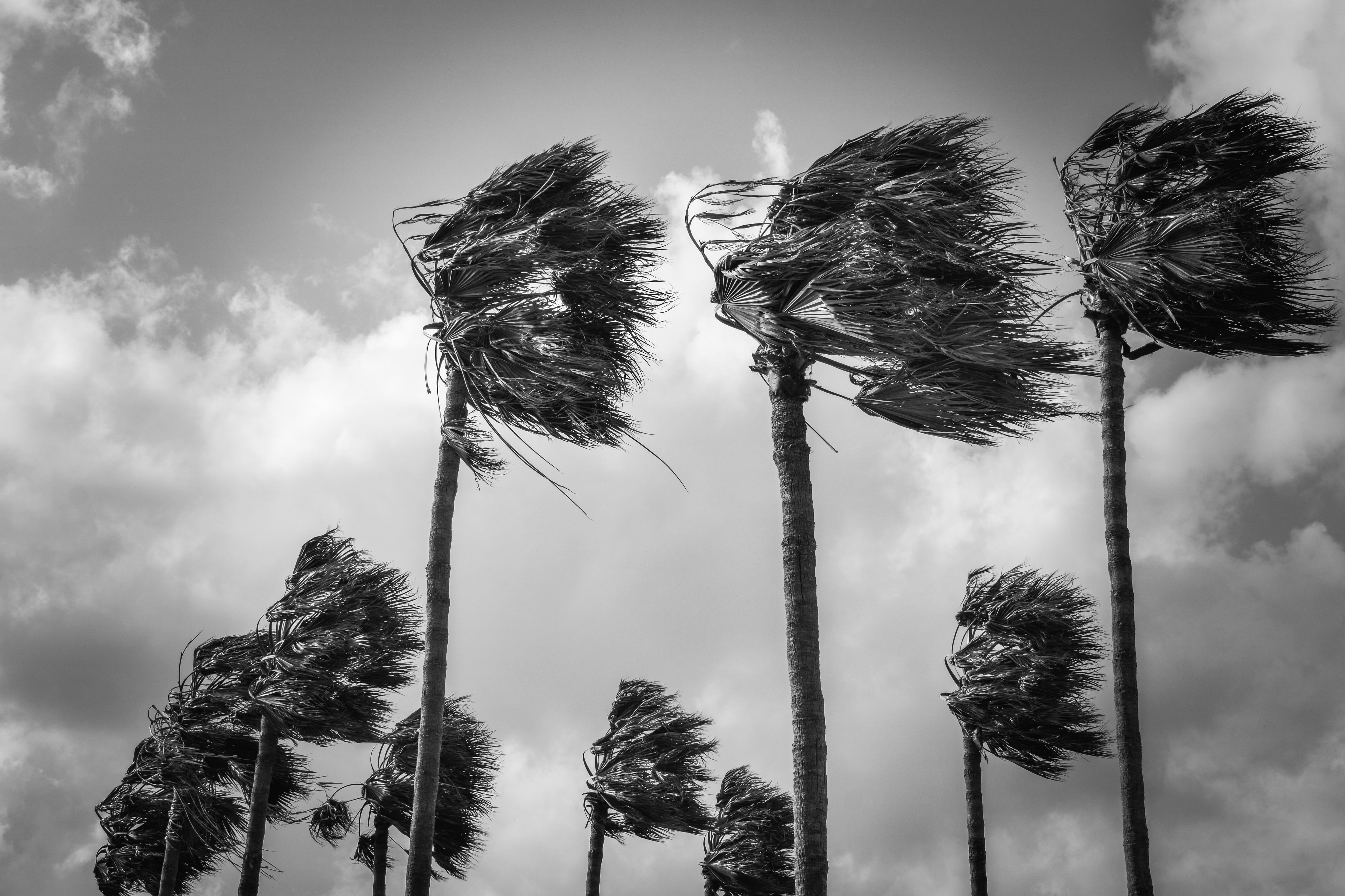 palm trees wind windy weather nature hurricane storm 2k 4k 5k