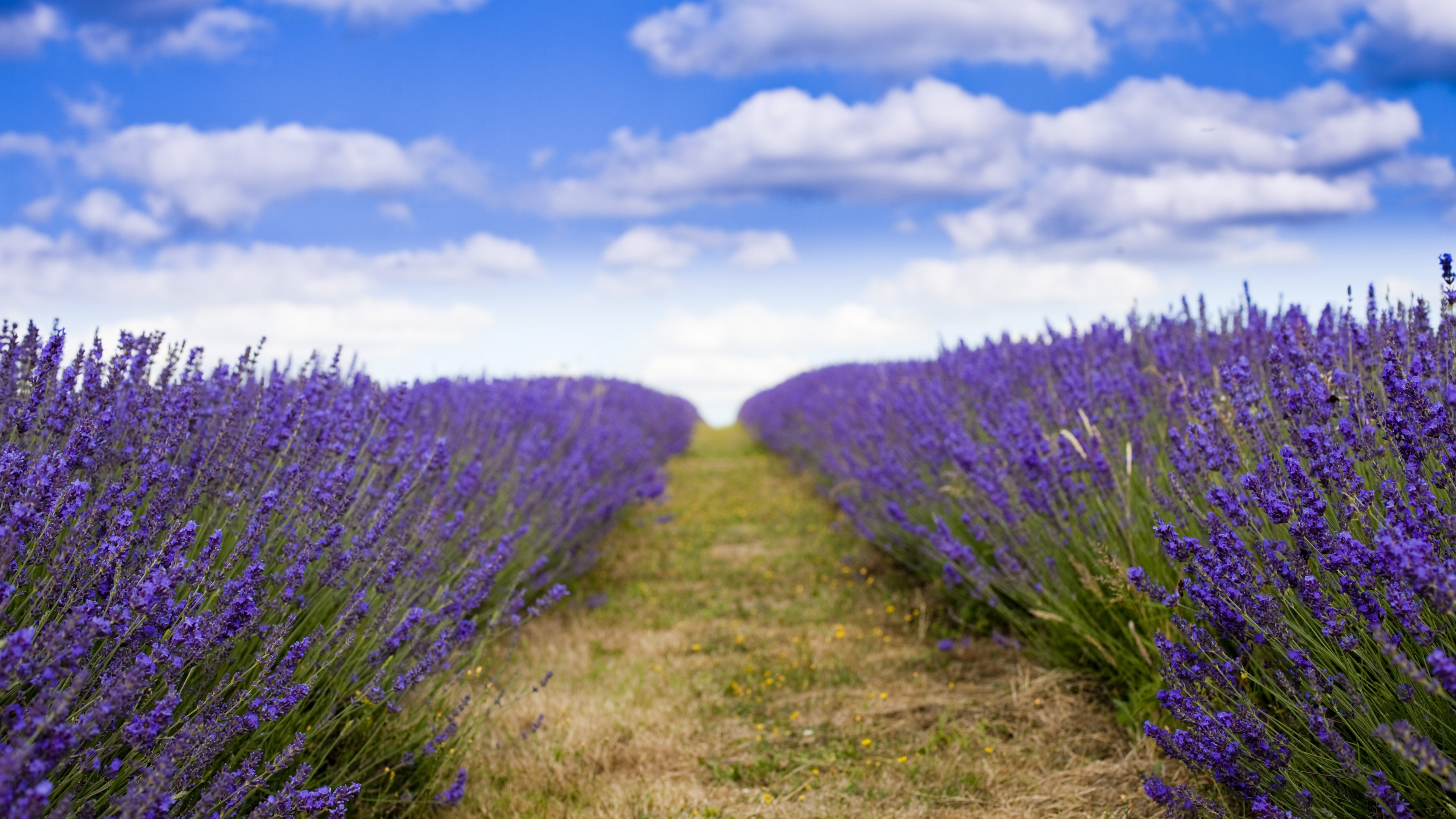 photo of lavender field under blue sky during daytime wallpaper 2k 4k 5k