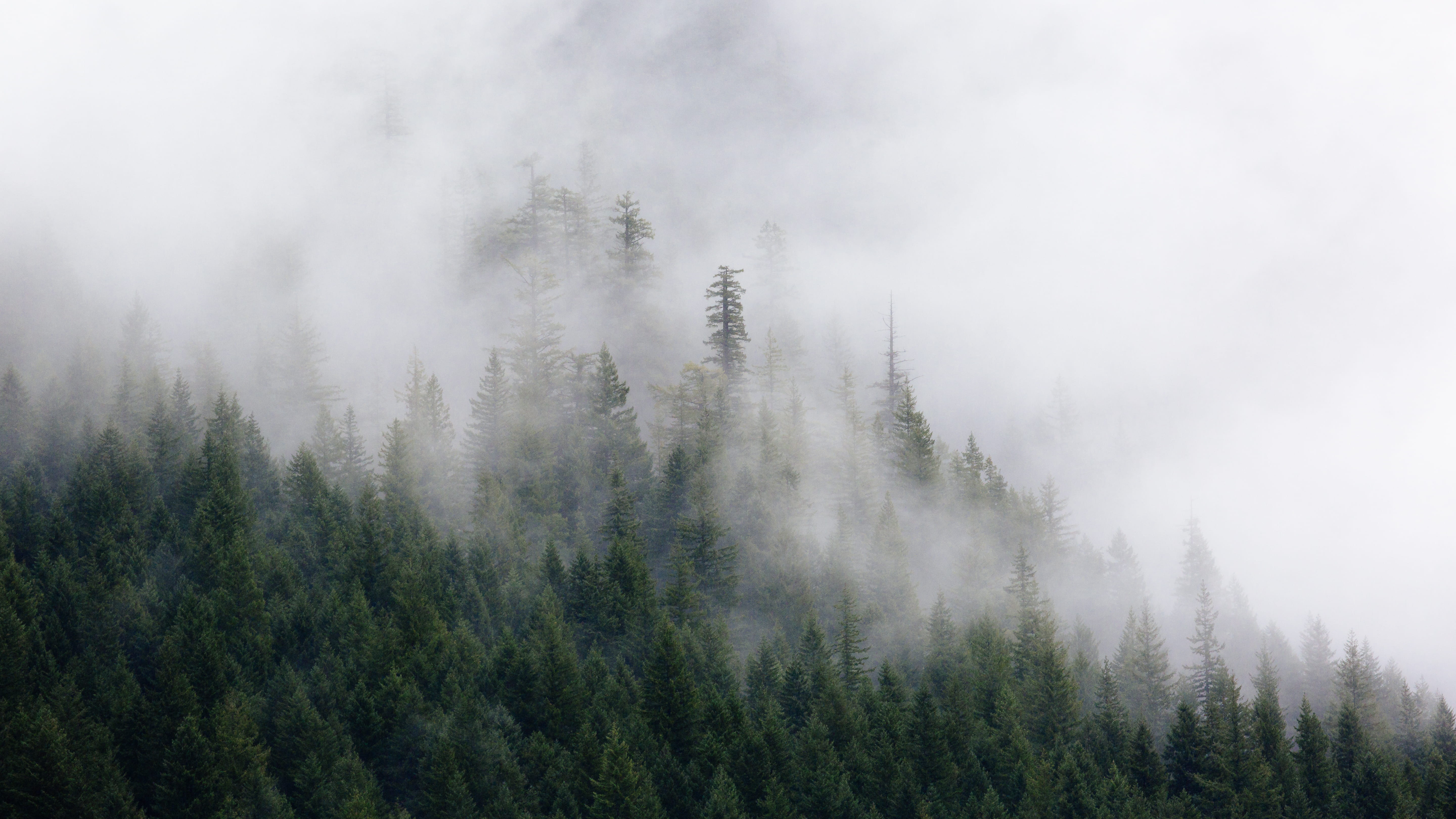 photography of green pine trees covered by fogs aerial foggy forest 2k 4k 5k
