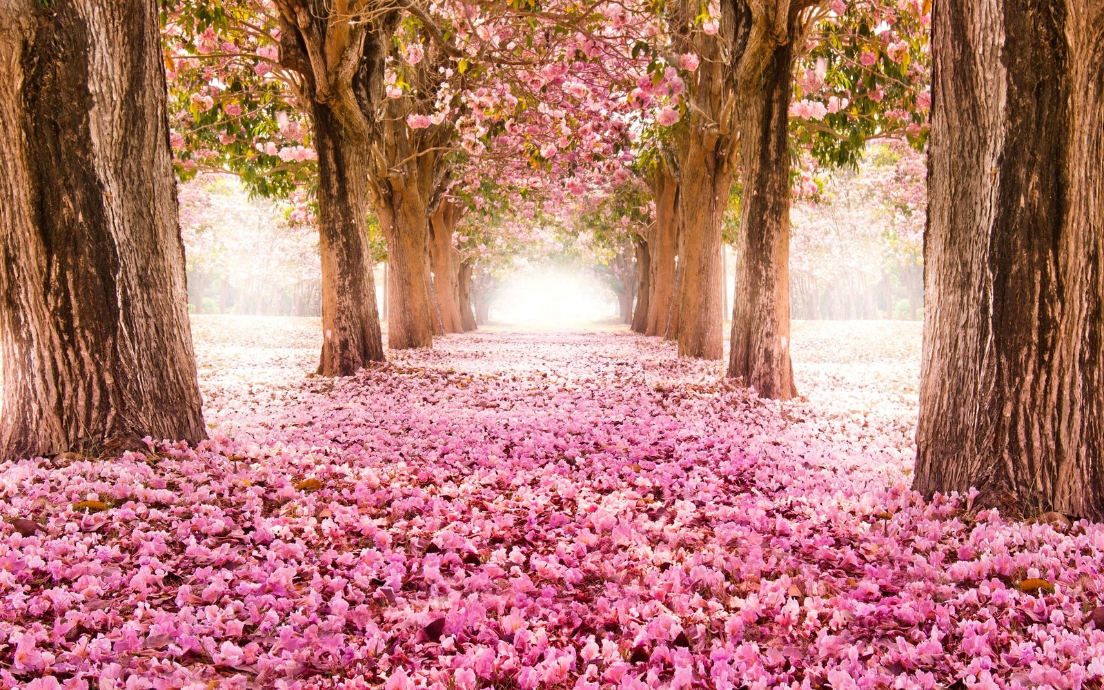 Pink indus flowers path trees beautiful scenery 2k