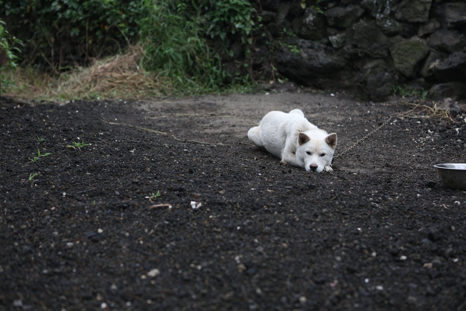 puppy dog pet dogs republic of korea progress korean jindo 2k 4k 5k