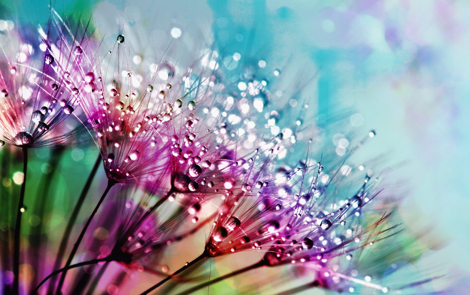purple silk flowers with dewdrops photogarphy nature flora 2k 4k 5k