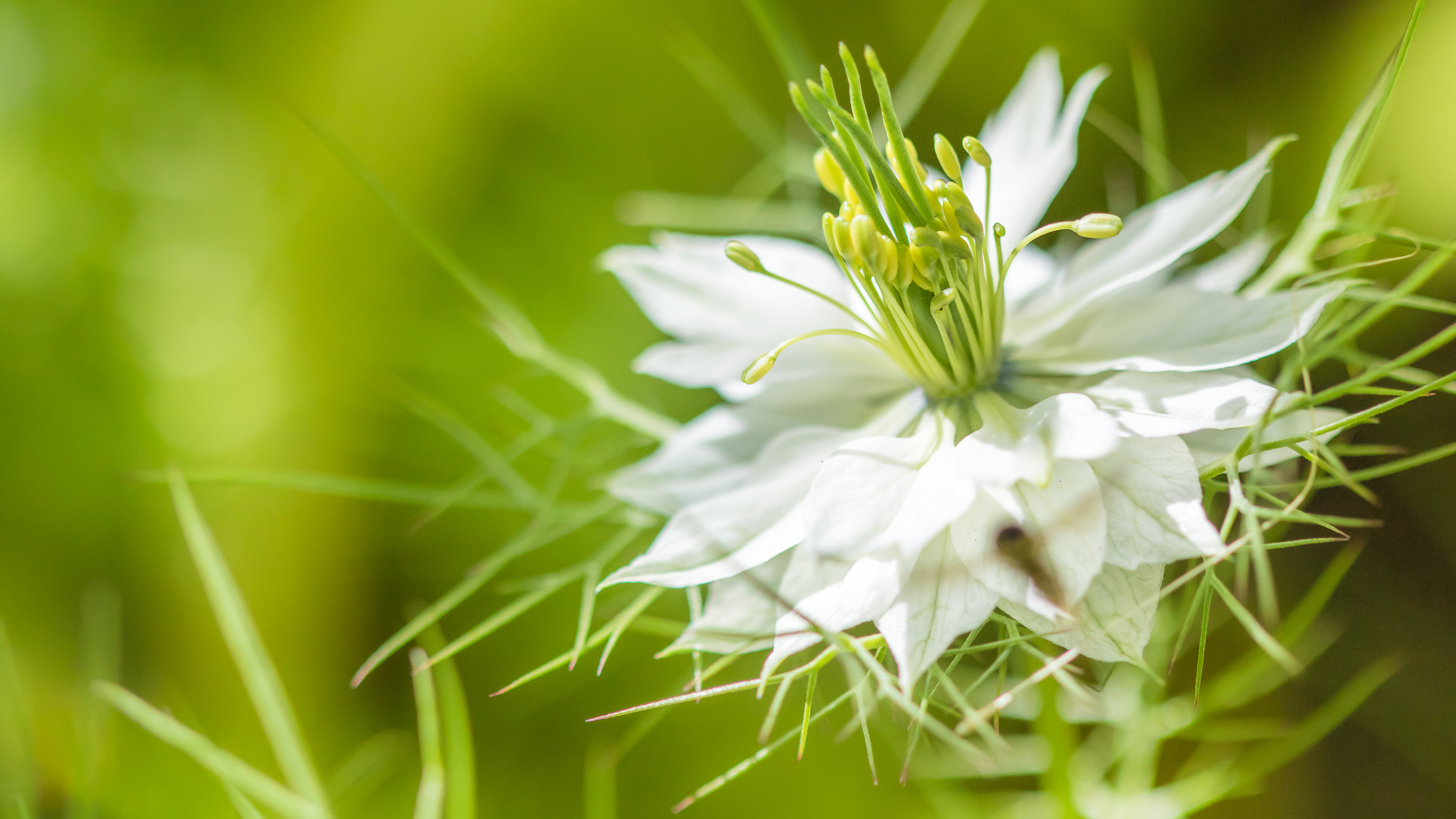 white flower Le de la nature plant close up summer 2k 4k 5k