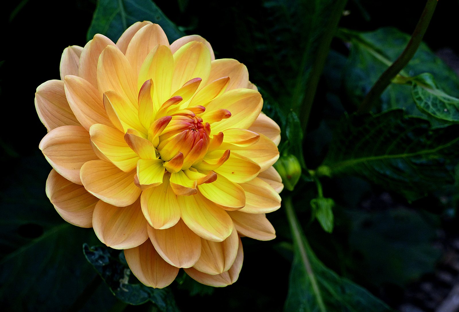 yellow and red flower dahlia Lumix FZ photos nature 2k 4k 5k