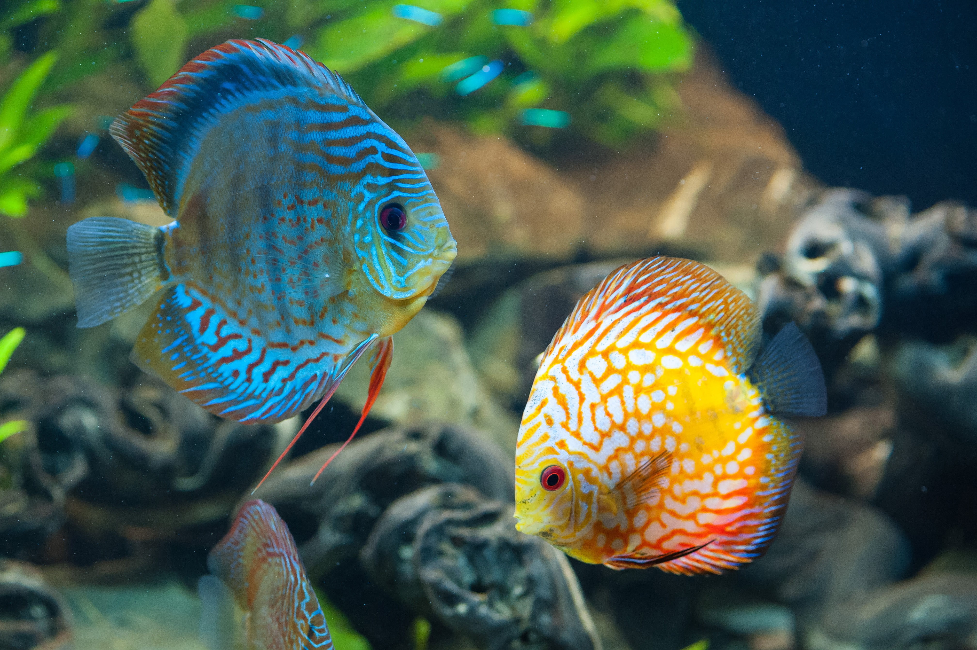 animals fish underwater colorful sea life nature 2k 4k