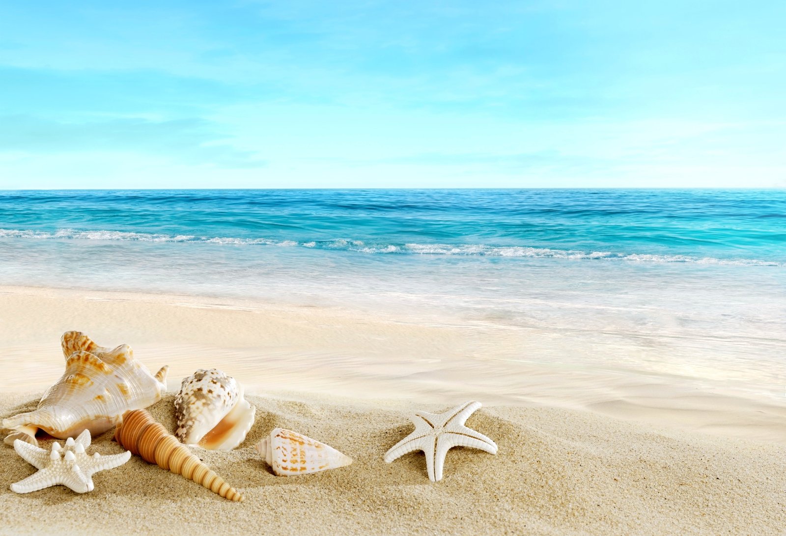 assorted shape sea shells sand beach seashells starfish vacations 2k 4k 5k