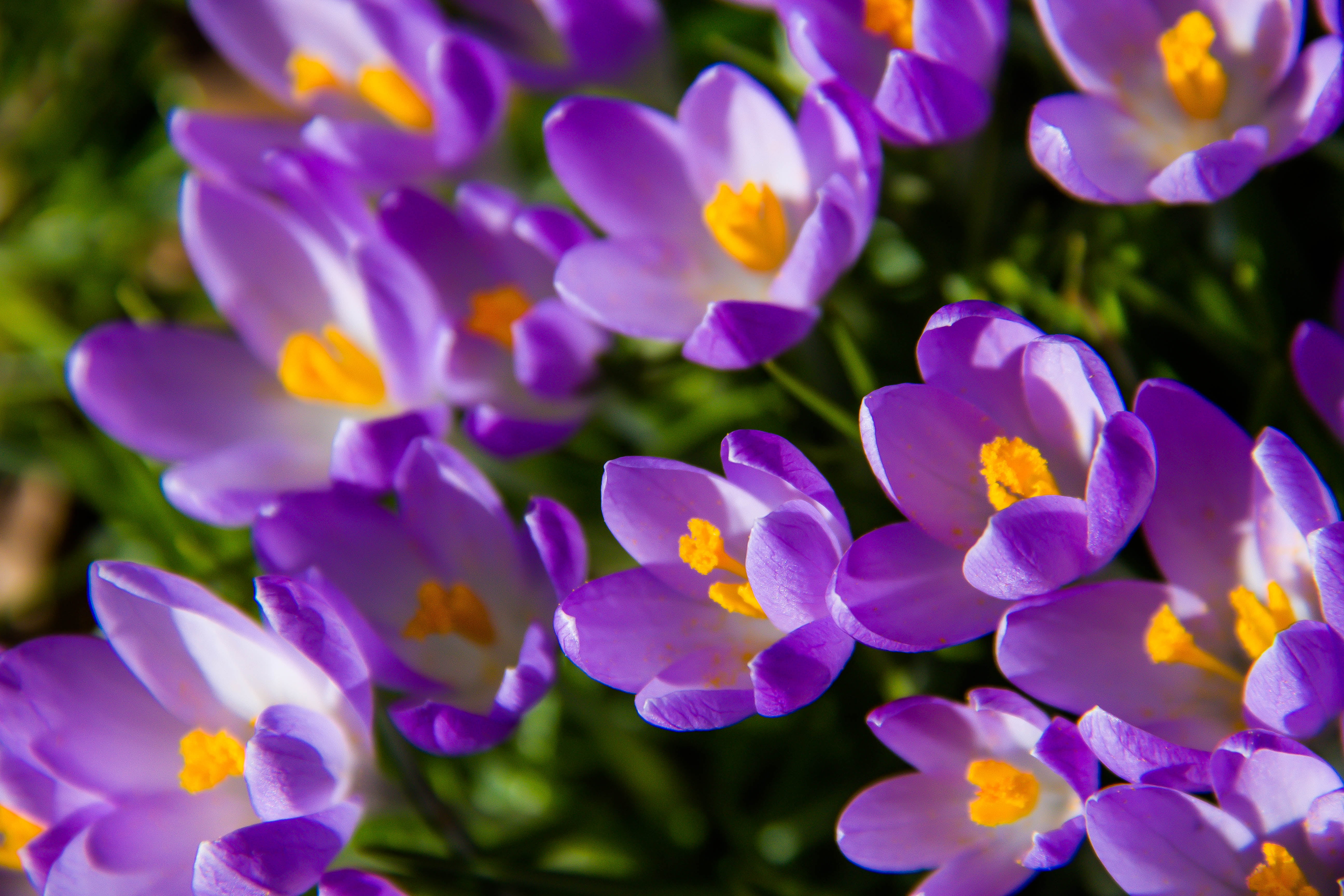 close up photography of bed purple petaled flowers crocus 2k 4k 5k
