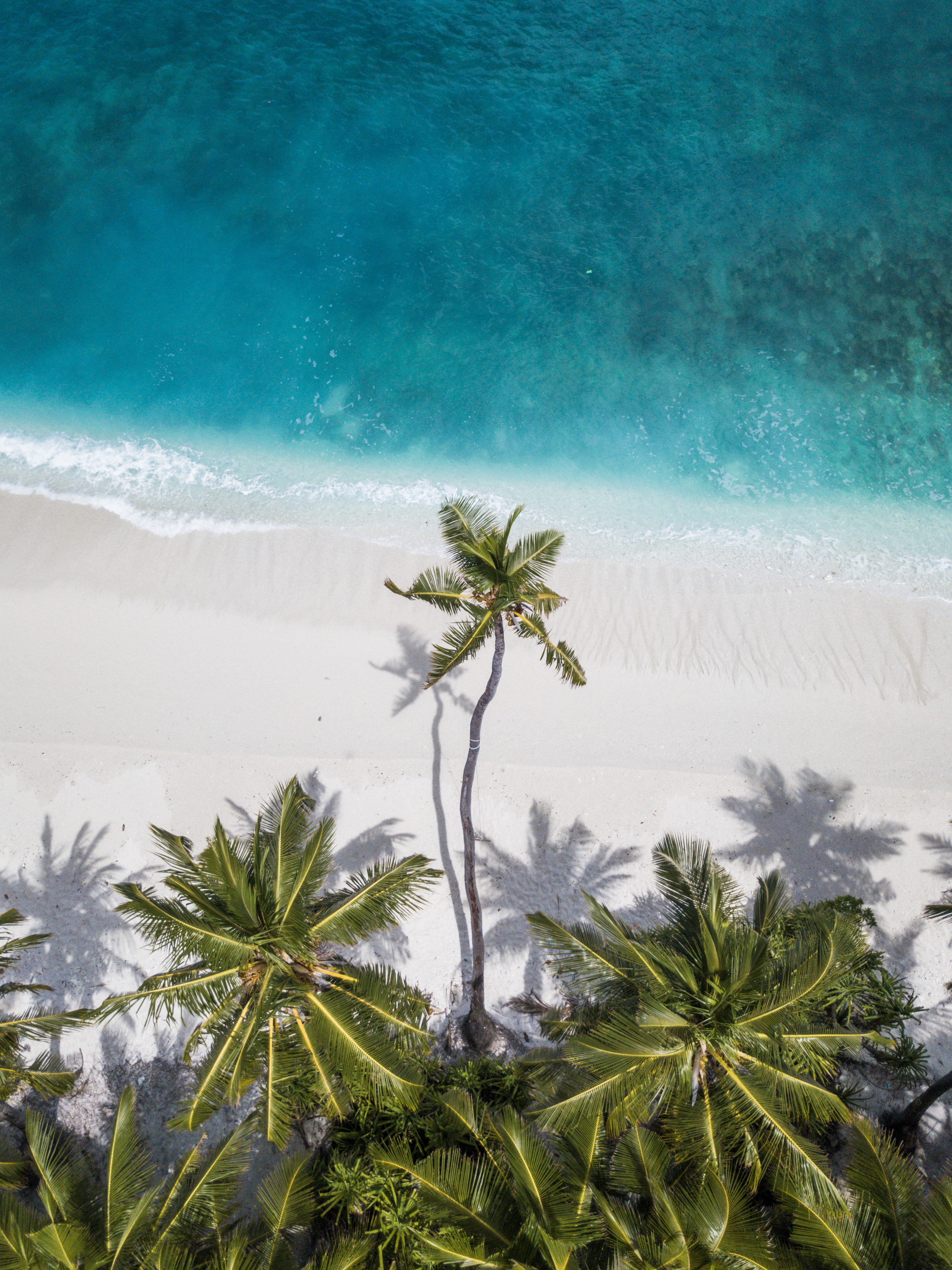 coconut trees near shore iphone wallpaper android 2k