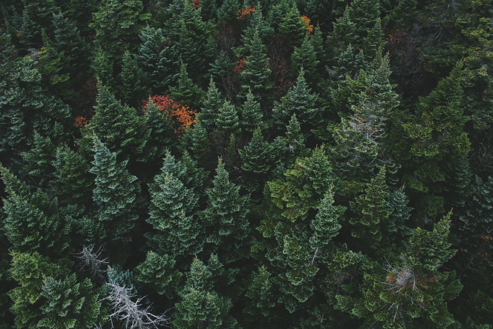 forest nature green background 2k 4k
