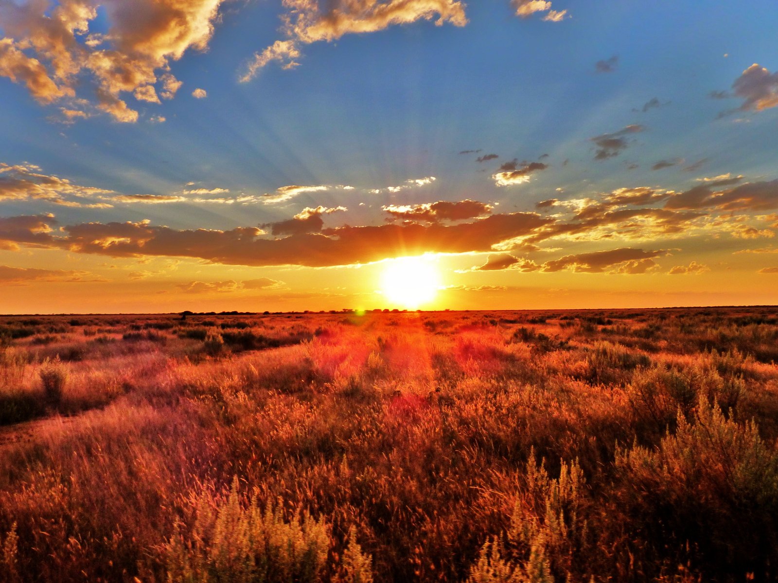 grass field during sunset south africa namibia sunrise 2k 4k