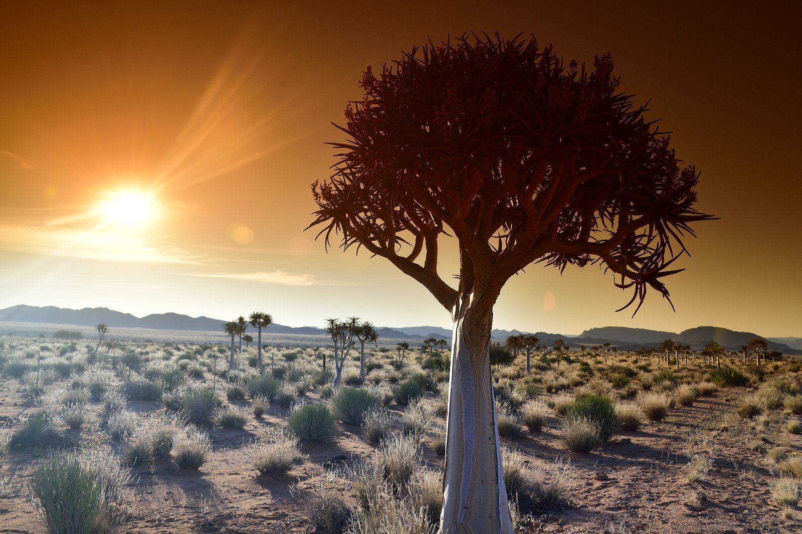 grasses in desert northern cape africa 2k 4k 5k
