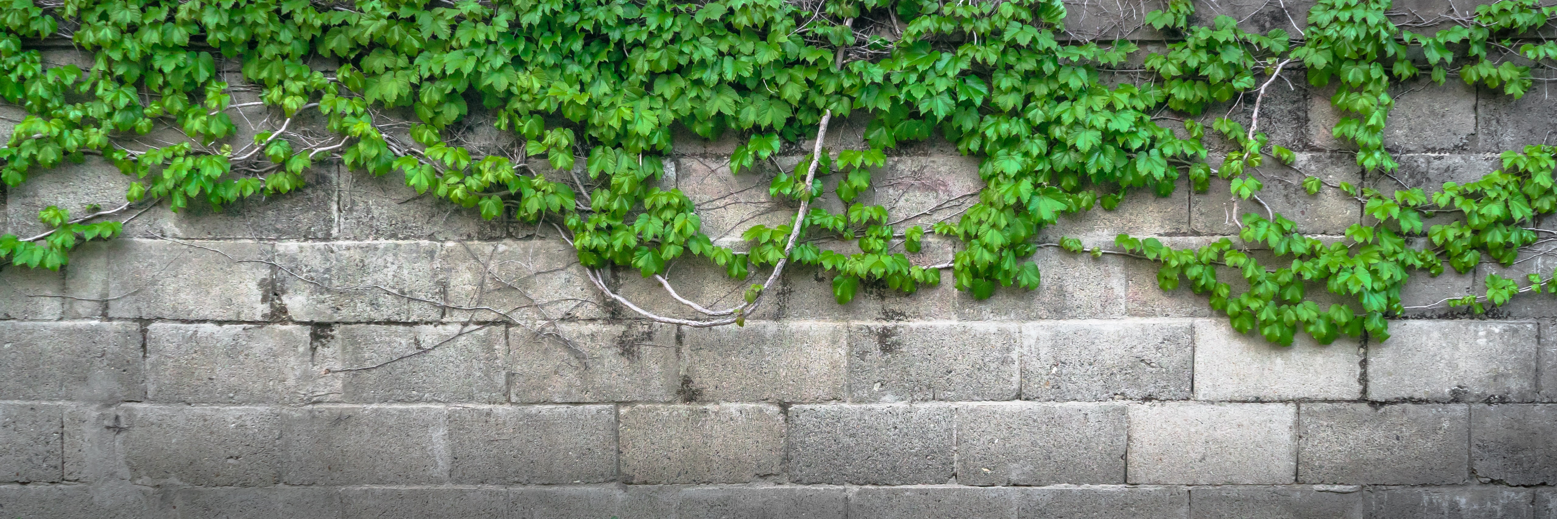 gray bricks ivy vine the leaves plants hwalyeob nature 2k 4k 5k