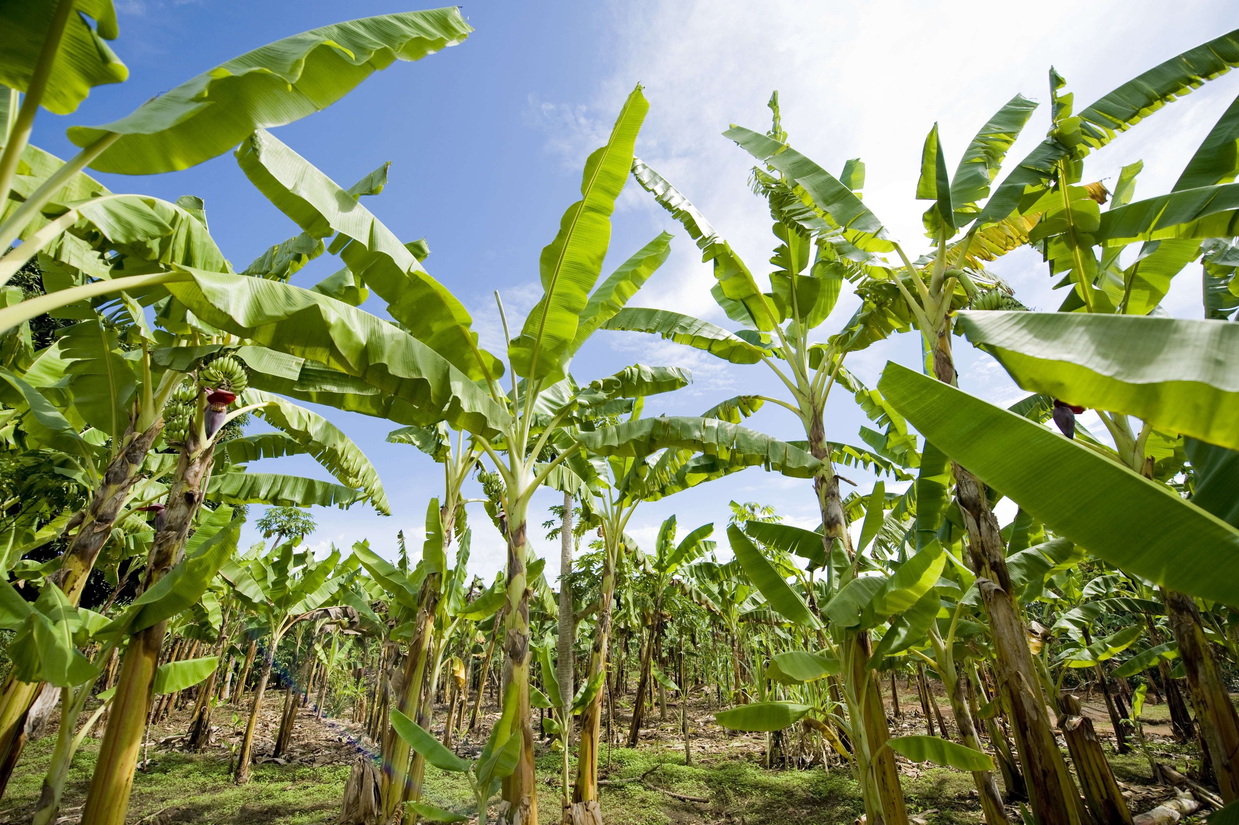 green banana tree at daytime plantation africa agriculture 2k 4k
