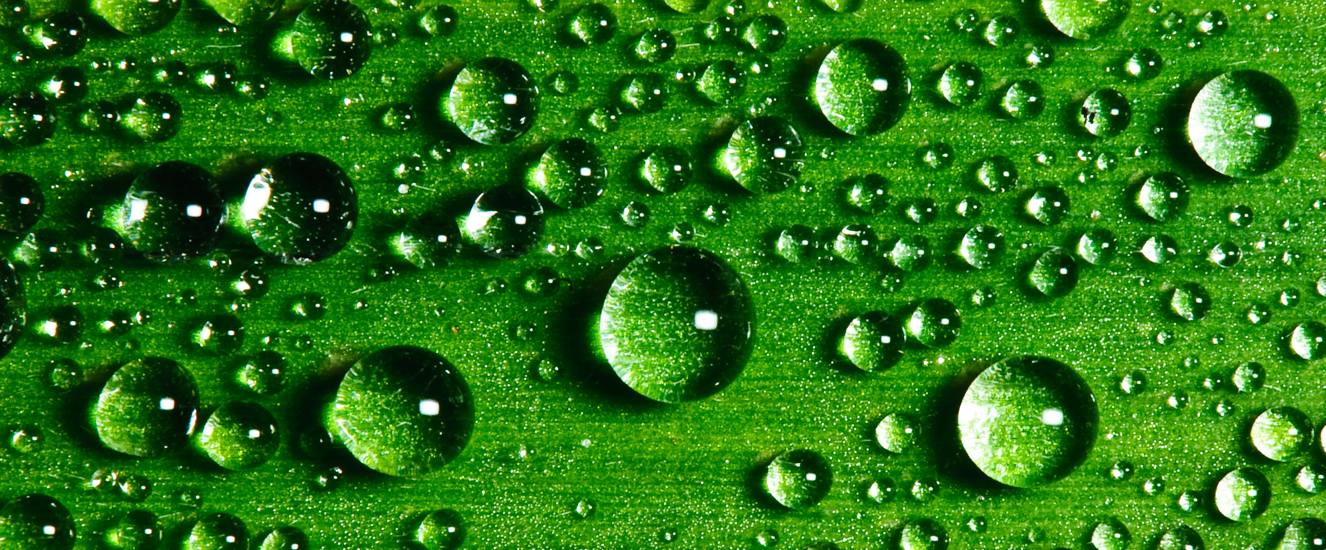 green leaf with water dew Drops Explored mm d foliage 2k 4k