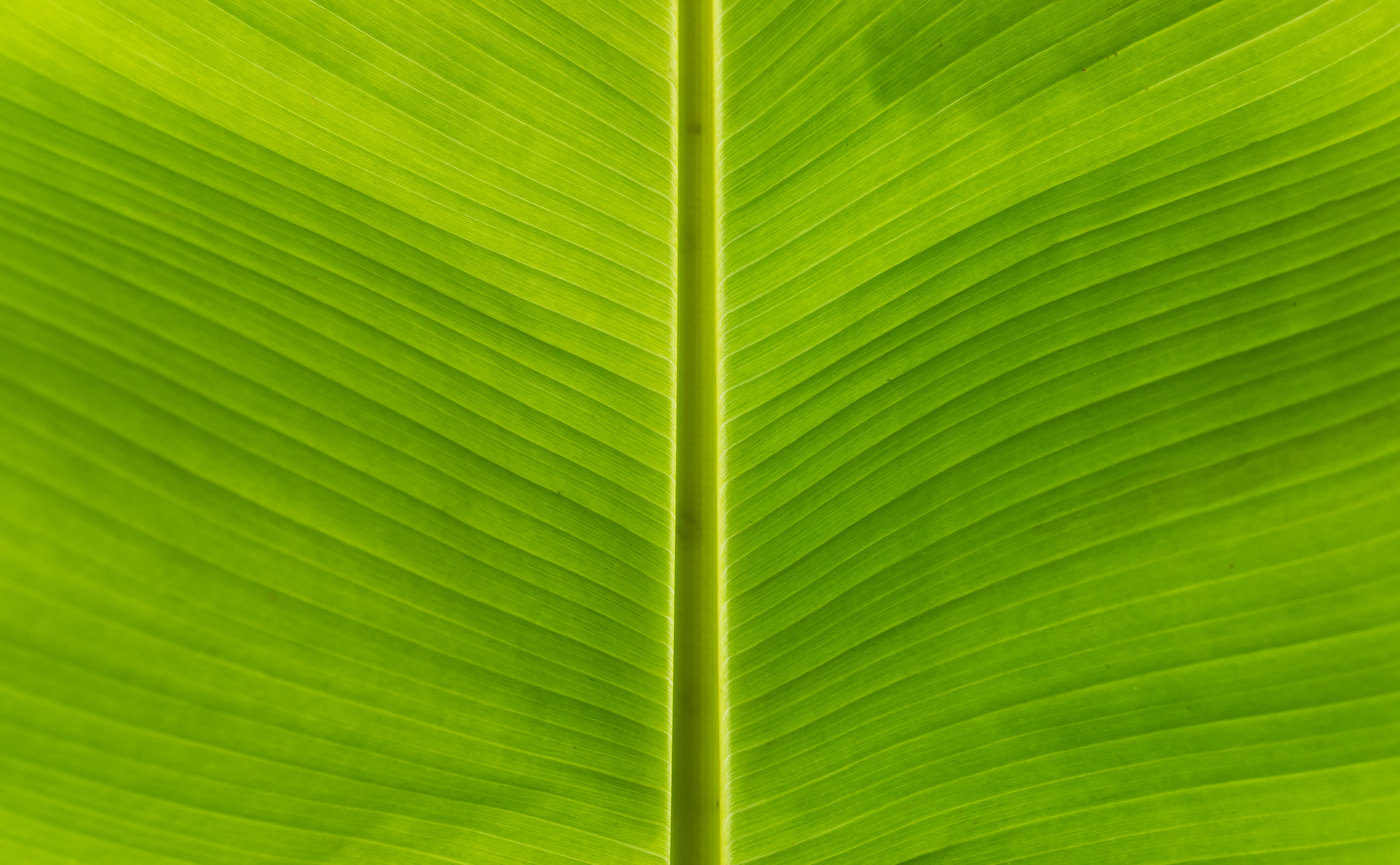 green leaf banana nature backgrounds plant close up 2k 4k 5k