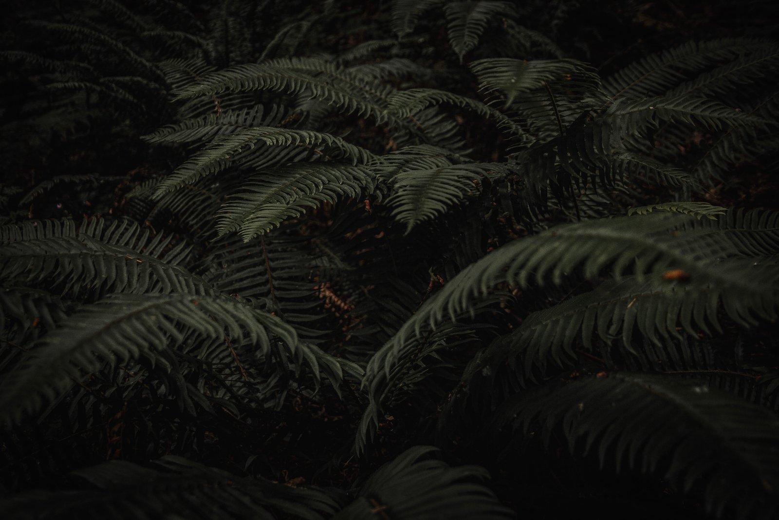 green leafed plant leaves frond nature forest woodland dark 2k 4k 5k