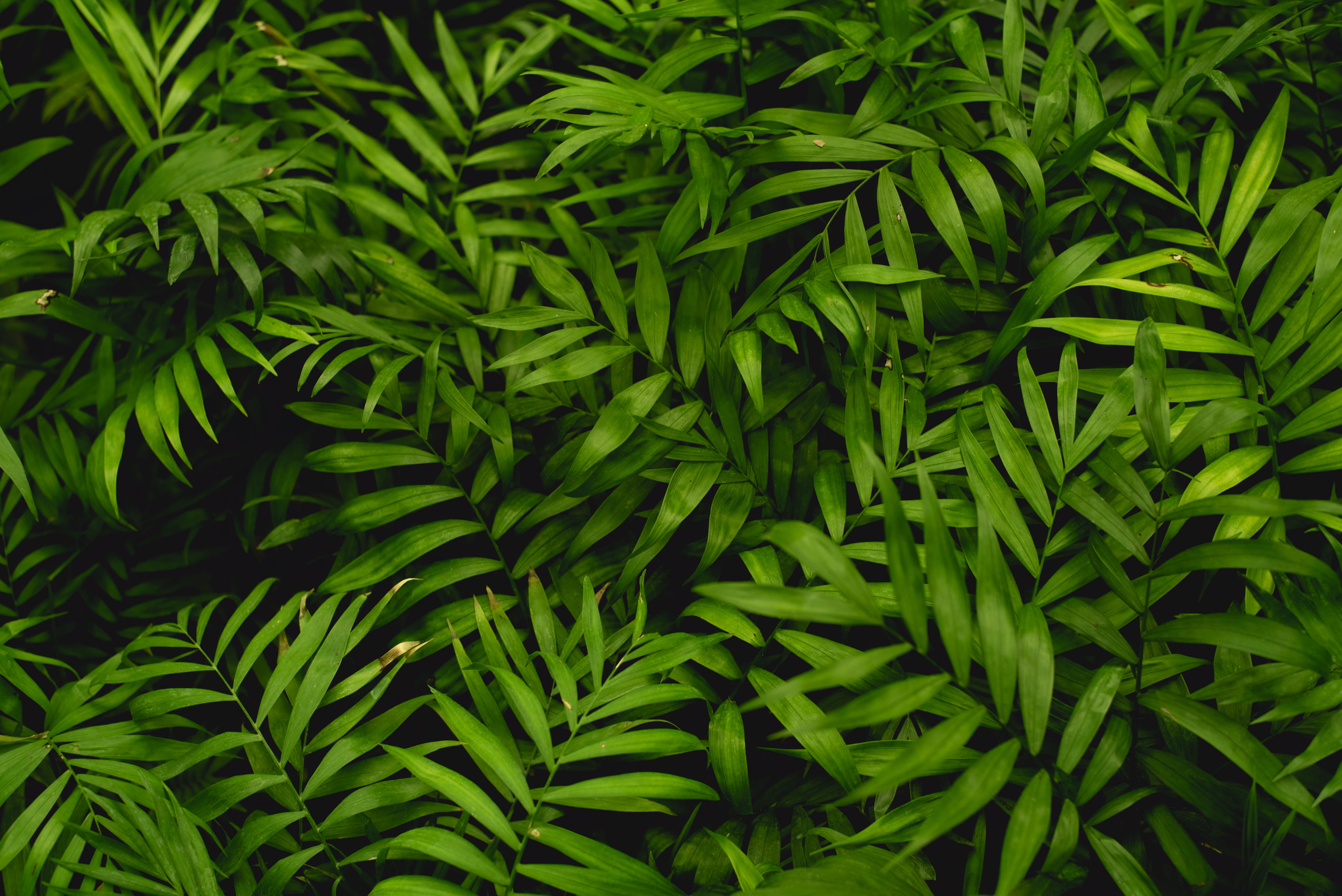 green linear leaves photo leaf plant bush vegetation shiraz 2k 4k 5k