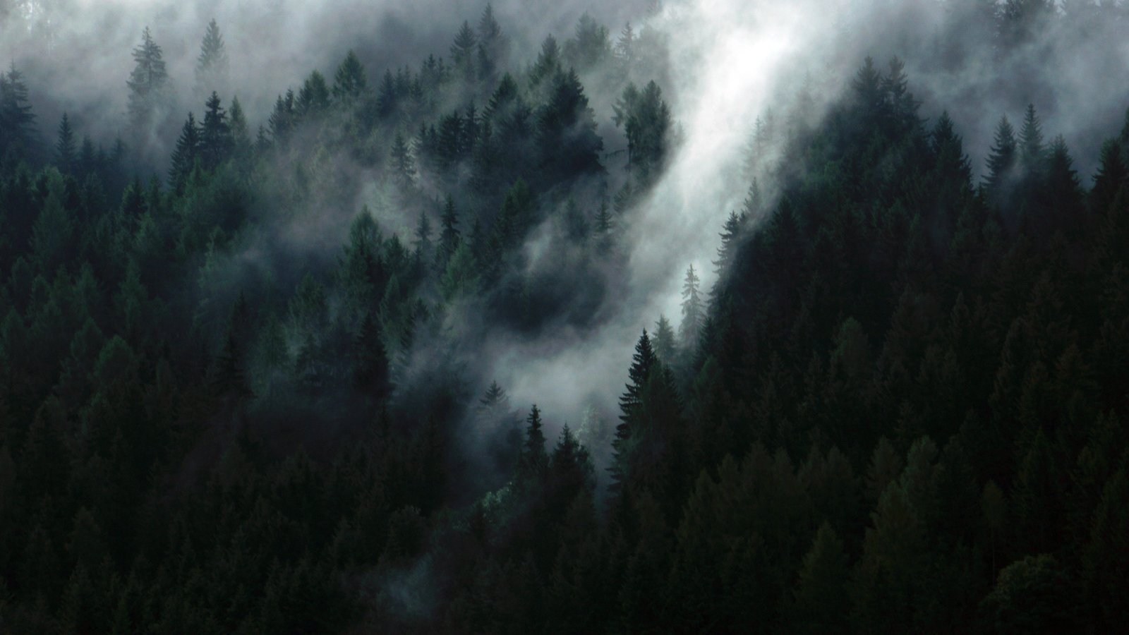 green trees forest fog mist misty evergreen nature landscape 2k 4k 5k