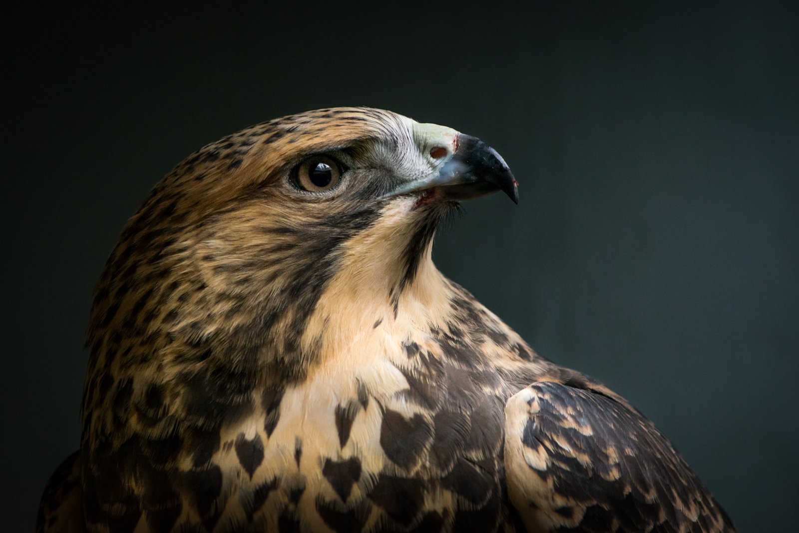 macro shot of brown and black eagle Swainson s Hawk Buteo Swainsoni 2k 4k 5k
